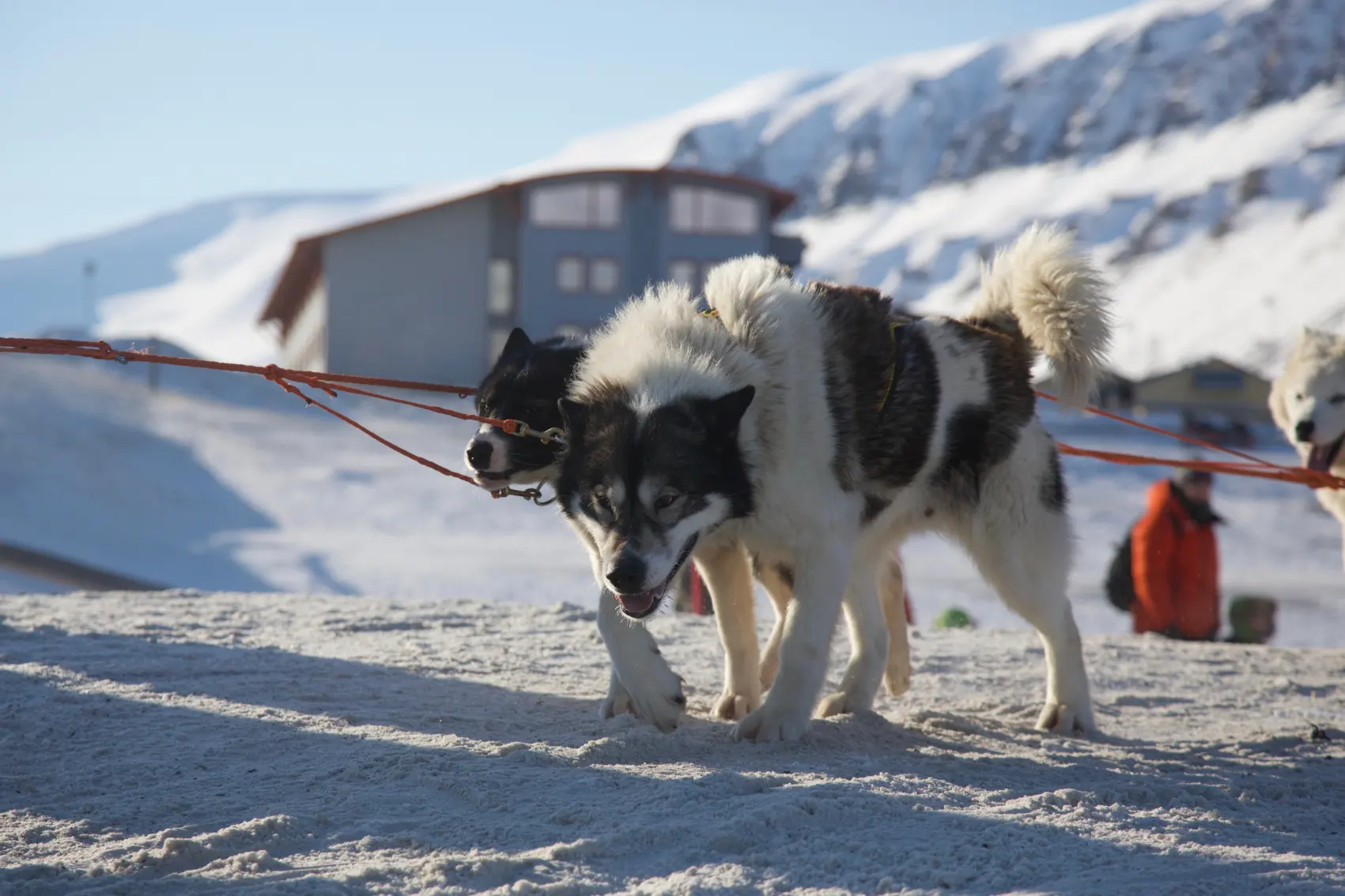 Longyearbyen Dogsledding A couple of fluffy husky sled dogs get ready to pull travellers along the snow in Longyearbyen
