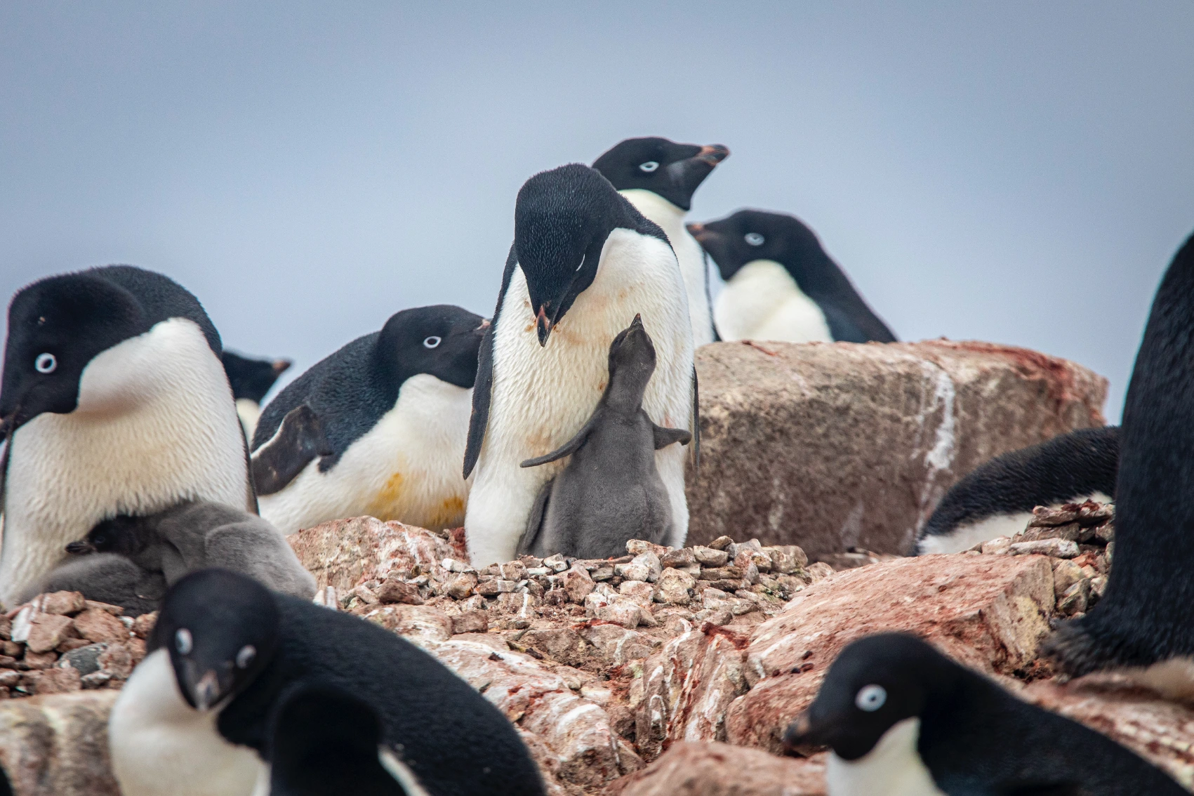 A baby penguin looks up to ask its parent for food in Antarctica