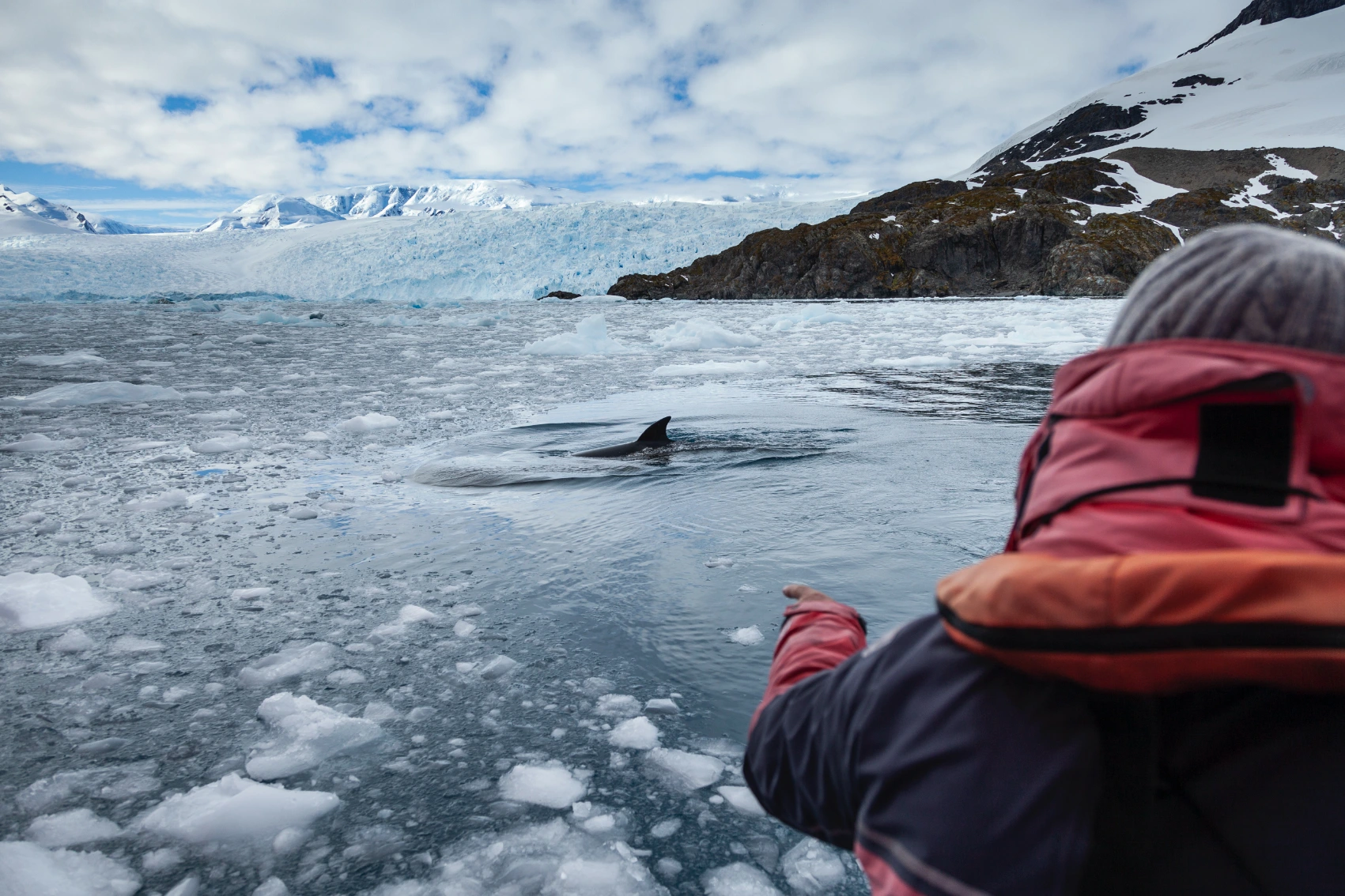 A traveller watches a whale coming out of the ocean in Antarctica