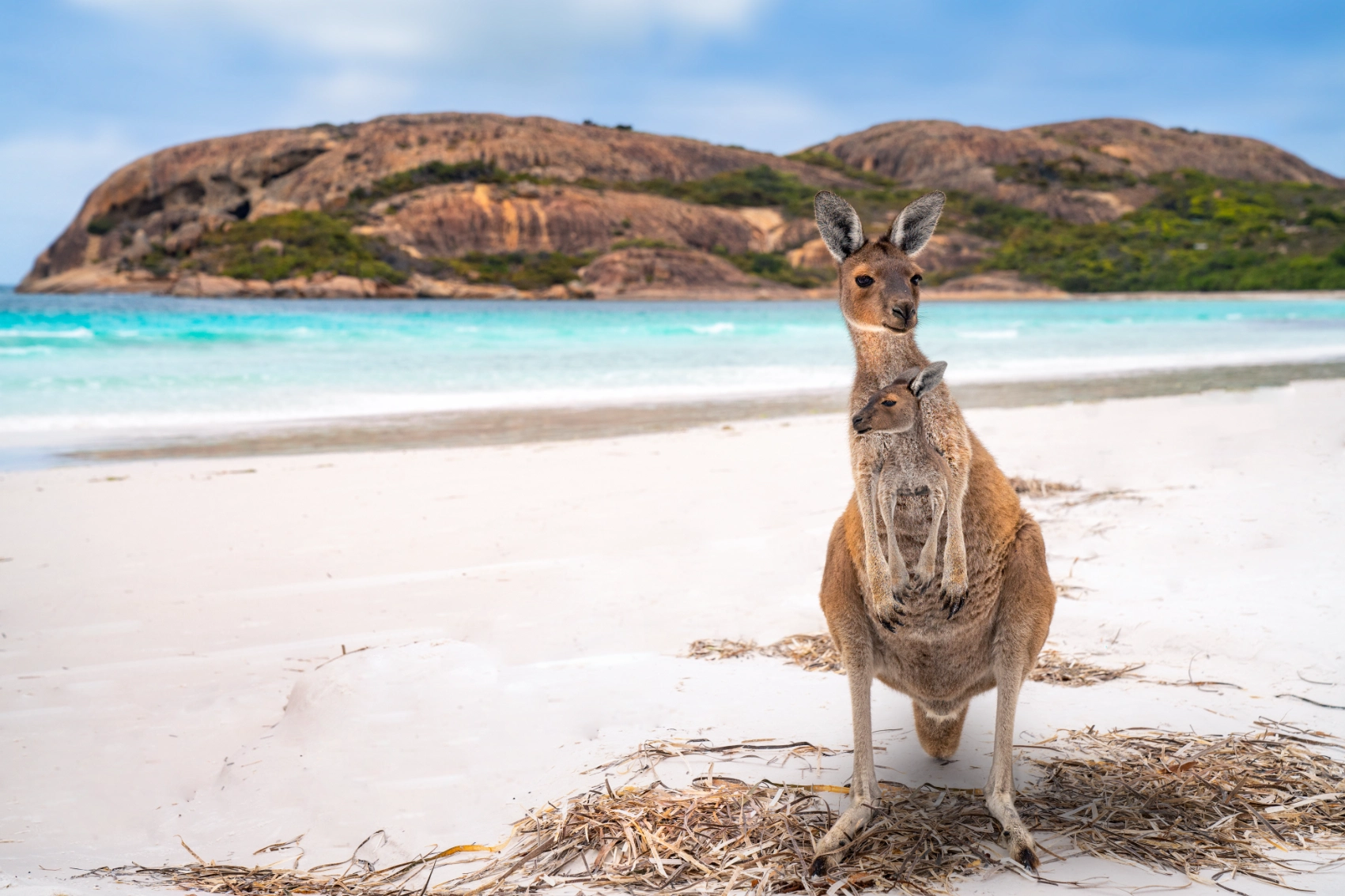 A kangaroo mother and her joey on the beach at Lucky Bay, Australia