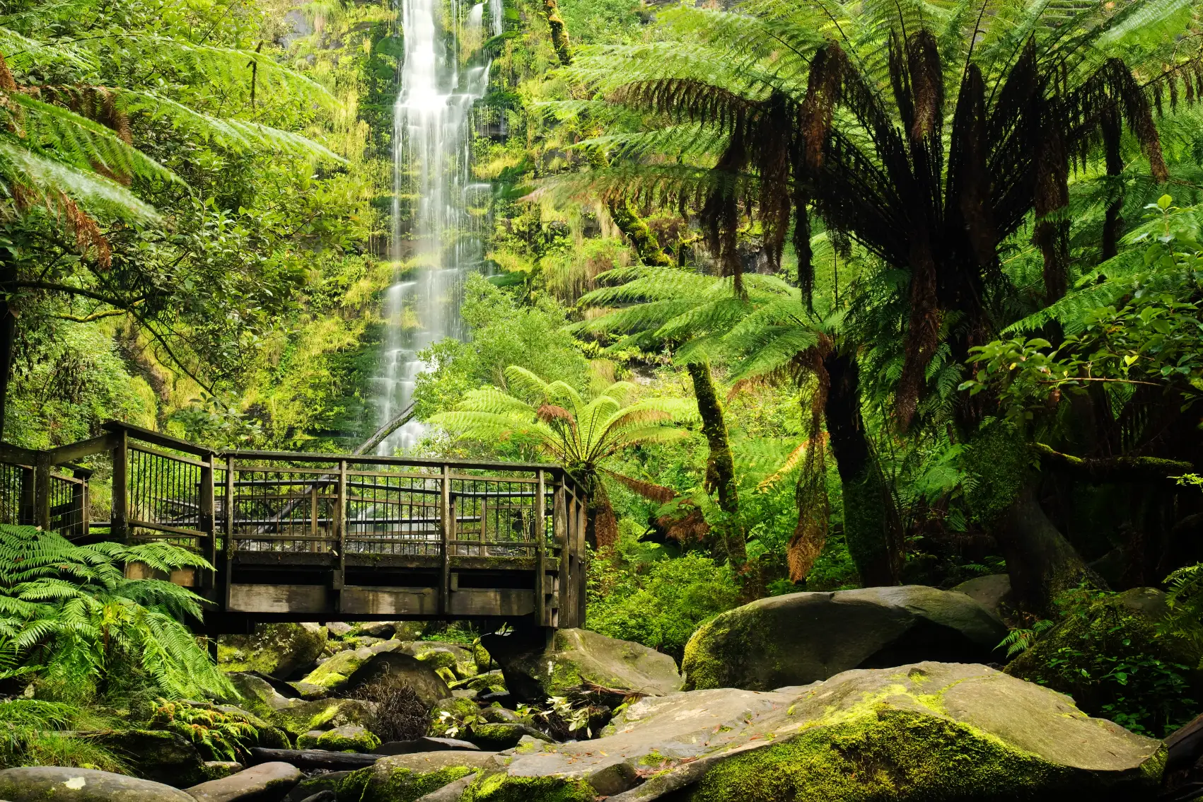 Erskine Falls surrounded by rainforest greenery along the Great Ocean Road in Australia