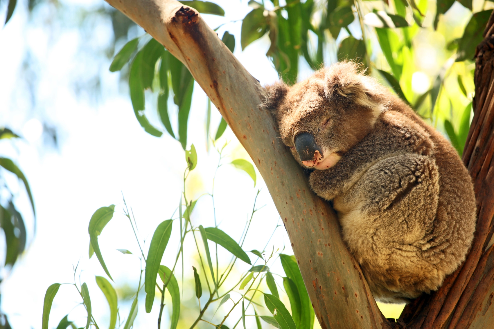 A koala naps in a tree in Great Otway National Park on the Great Ocean Road in Australia