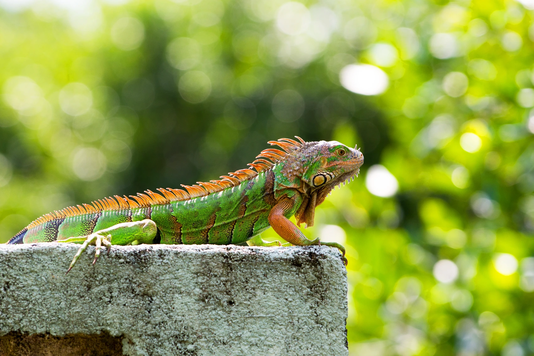 A green iguana sits on a stone block in a jungle in Belize