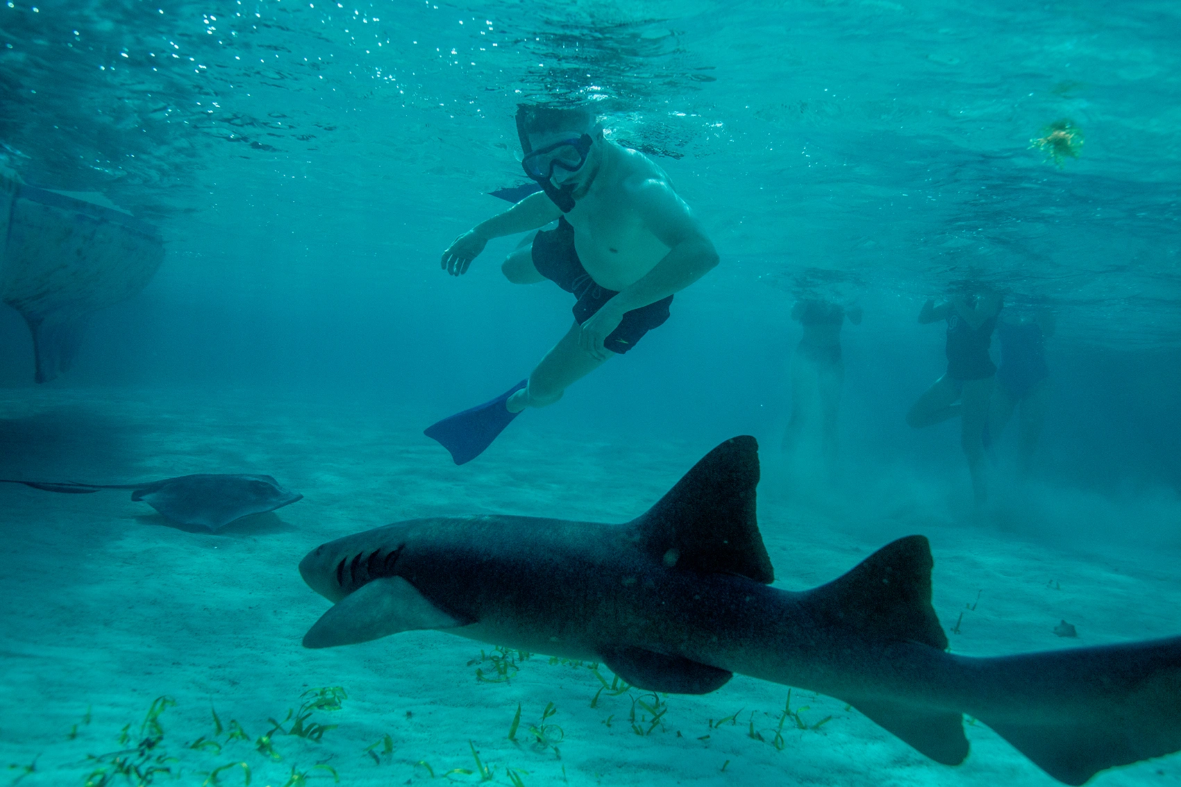 A snorkeller swims near a shark in the Hol Chan Marine Reserve in Belize