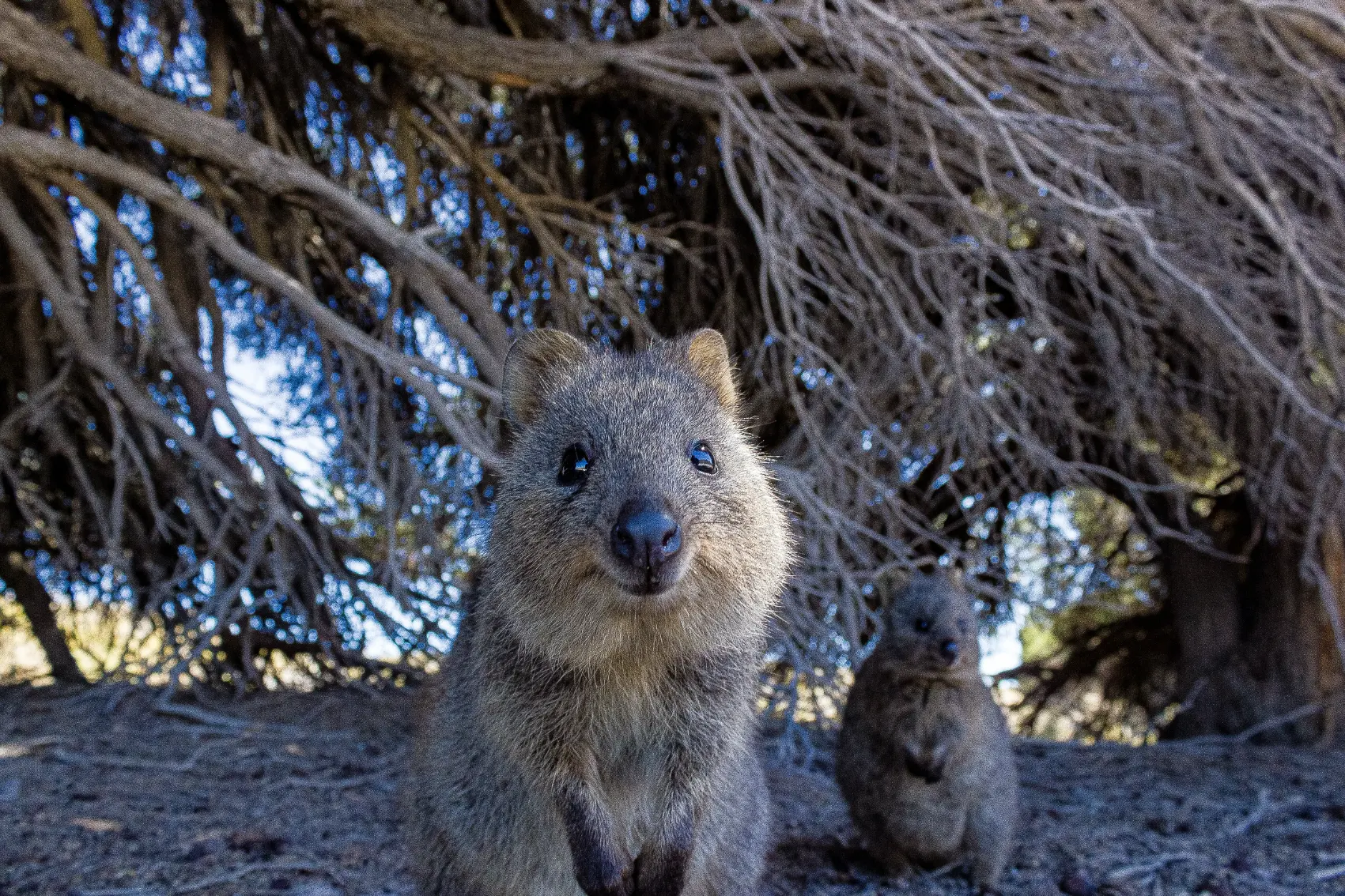 A quokka looks into the camera on Rottnest Island, Australia