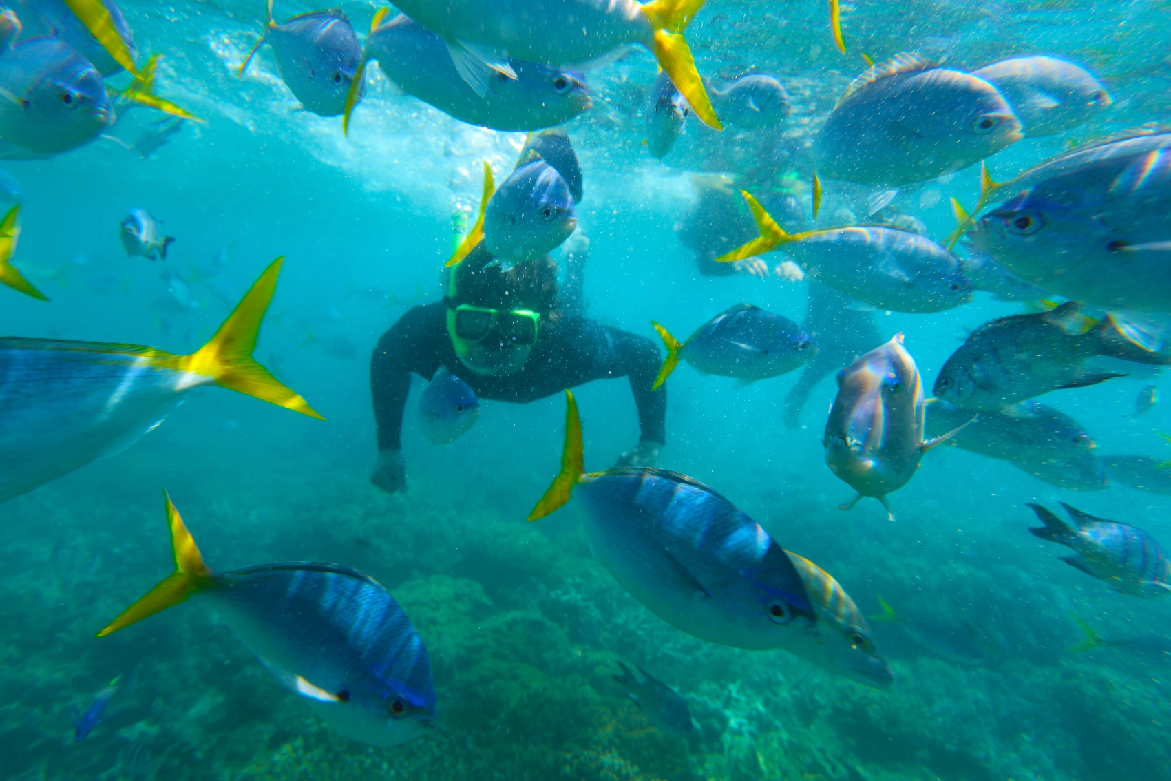 A snorkeller swims among a school of fish in the Whitsunday Islands, Australia