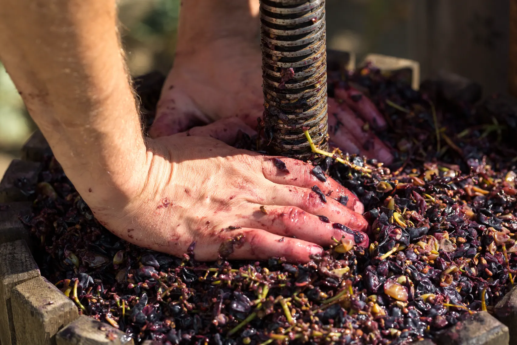 Hands press into wet grapes in an old-fashioned grape press in Moldova