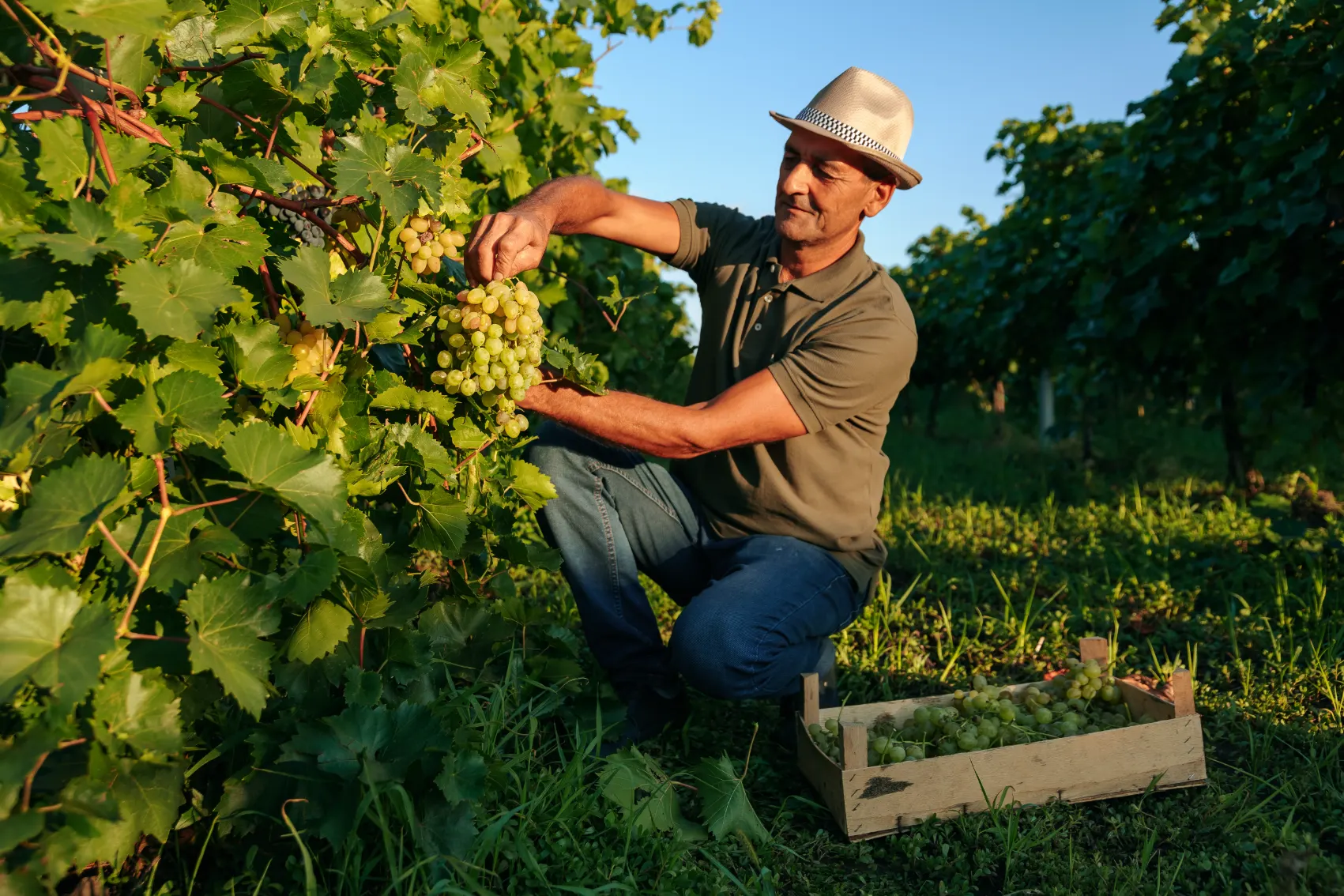 A Moldovan man kneels in front of grapes during harvest time in Moldova