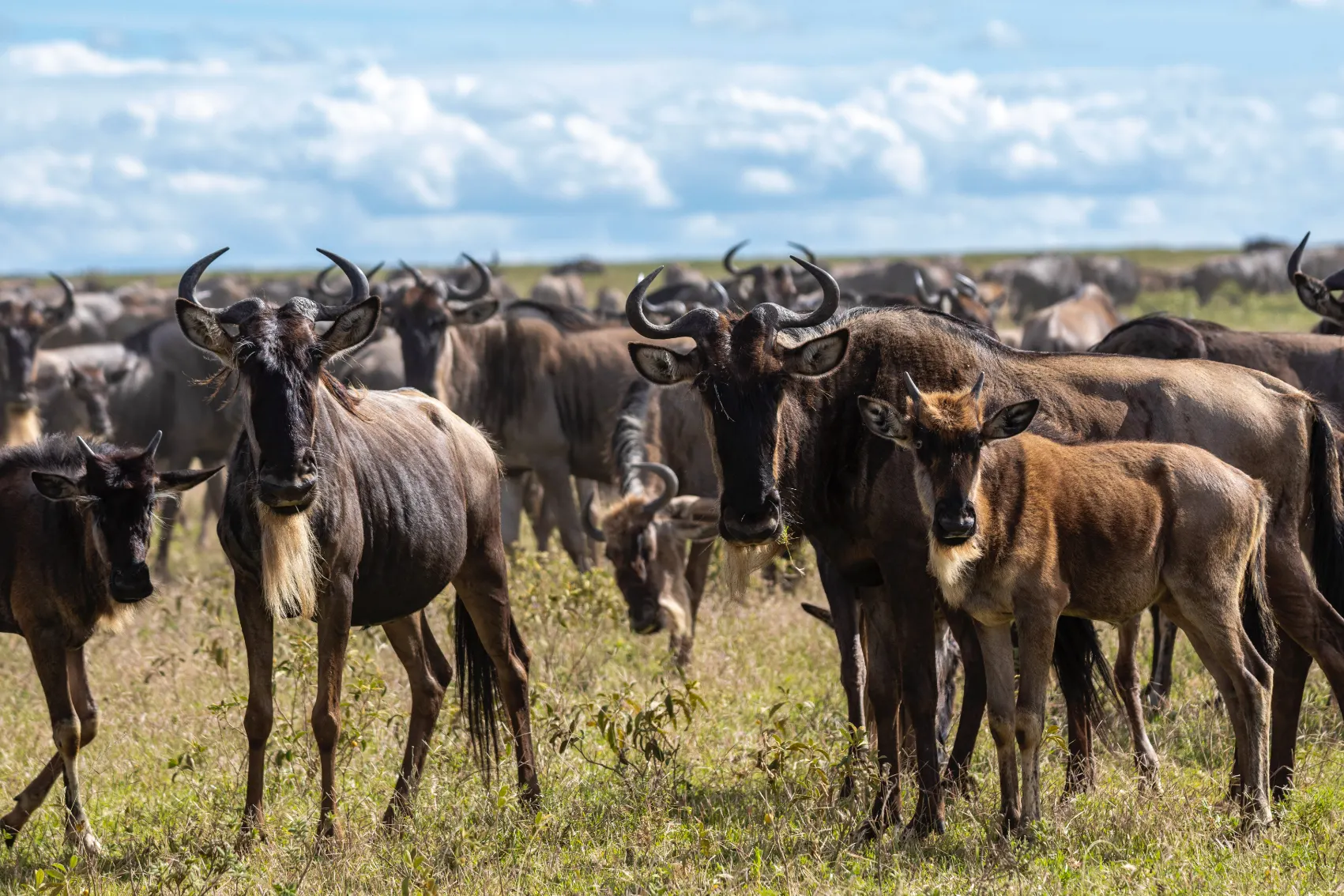 A large herd of wildebeest stands together in the midst of their Great Migration through East Africa