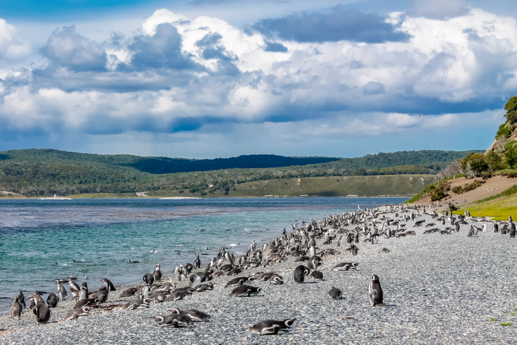 Penguins lounge on a beach on Martillo Island, Ushuaia
