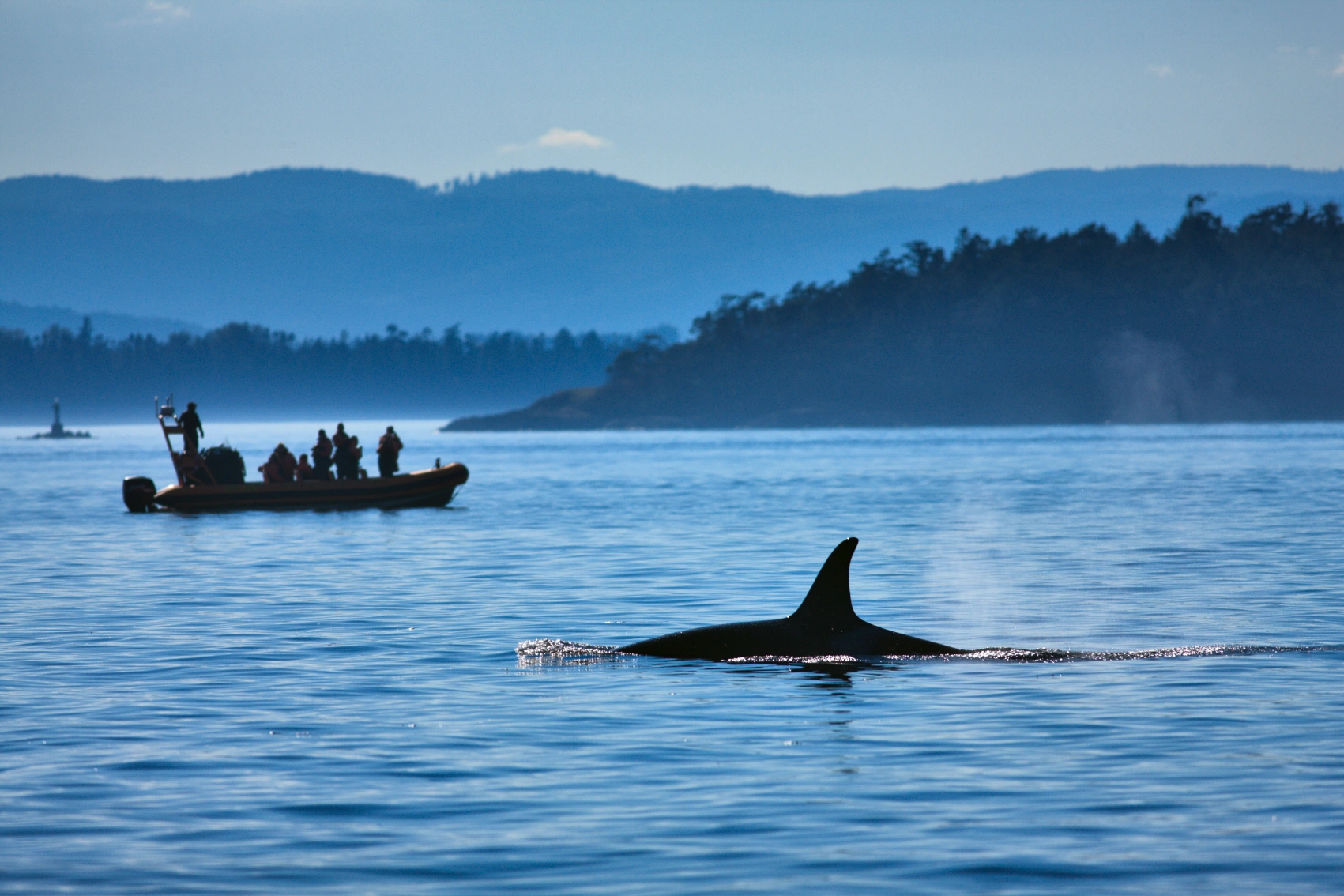 A whale breaches in the water near Vancouver while a boat of travellers watch