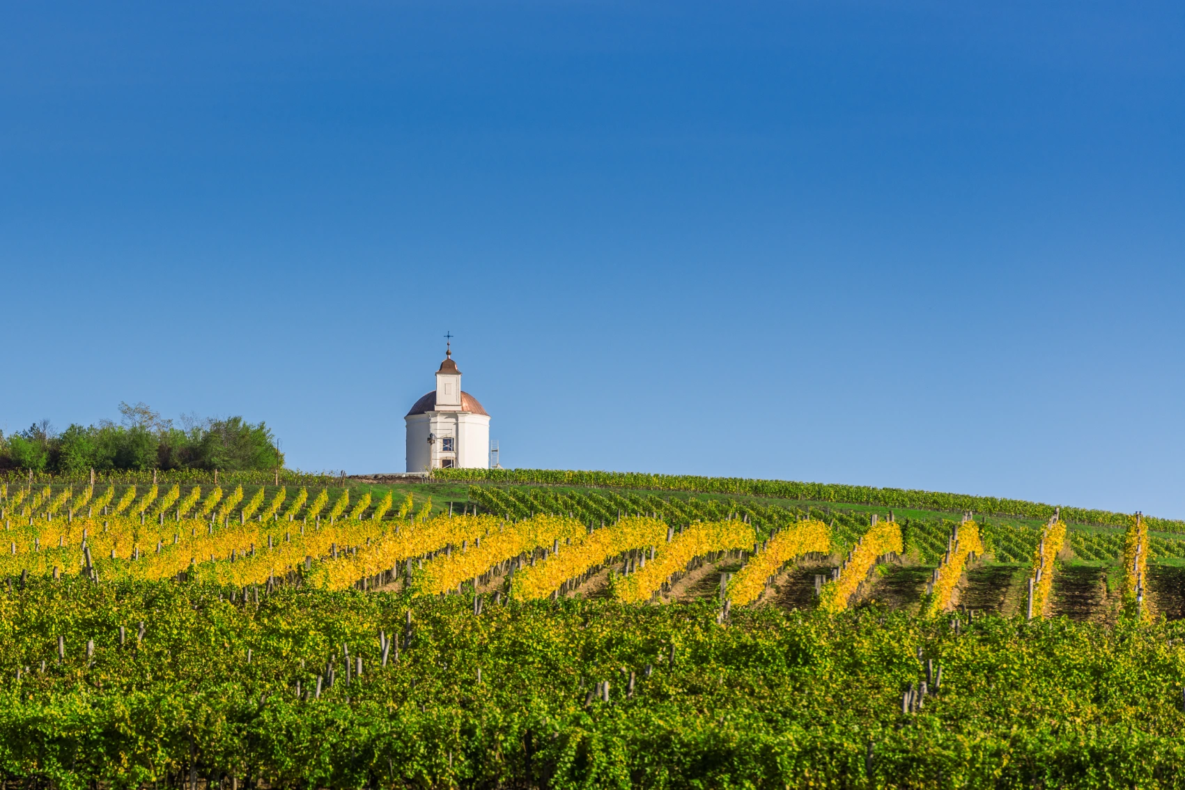 Tokaj, Hungary A green and gold field growing grapes in Tokaj, Hungary, with a farmhouse in the background
