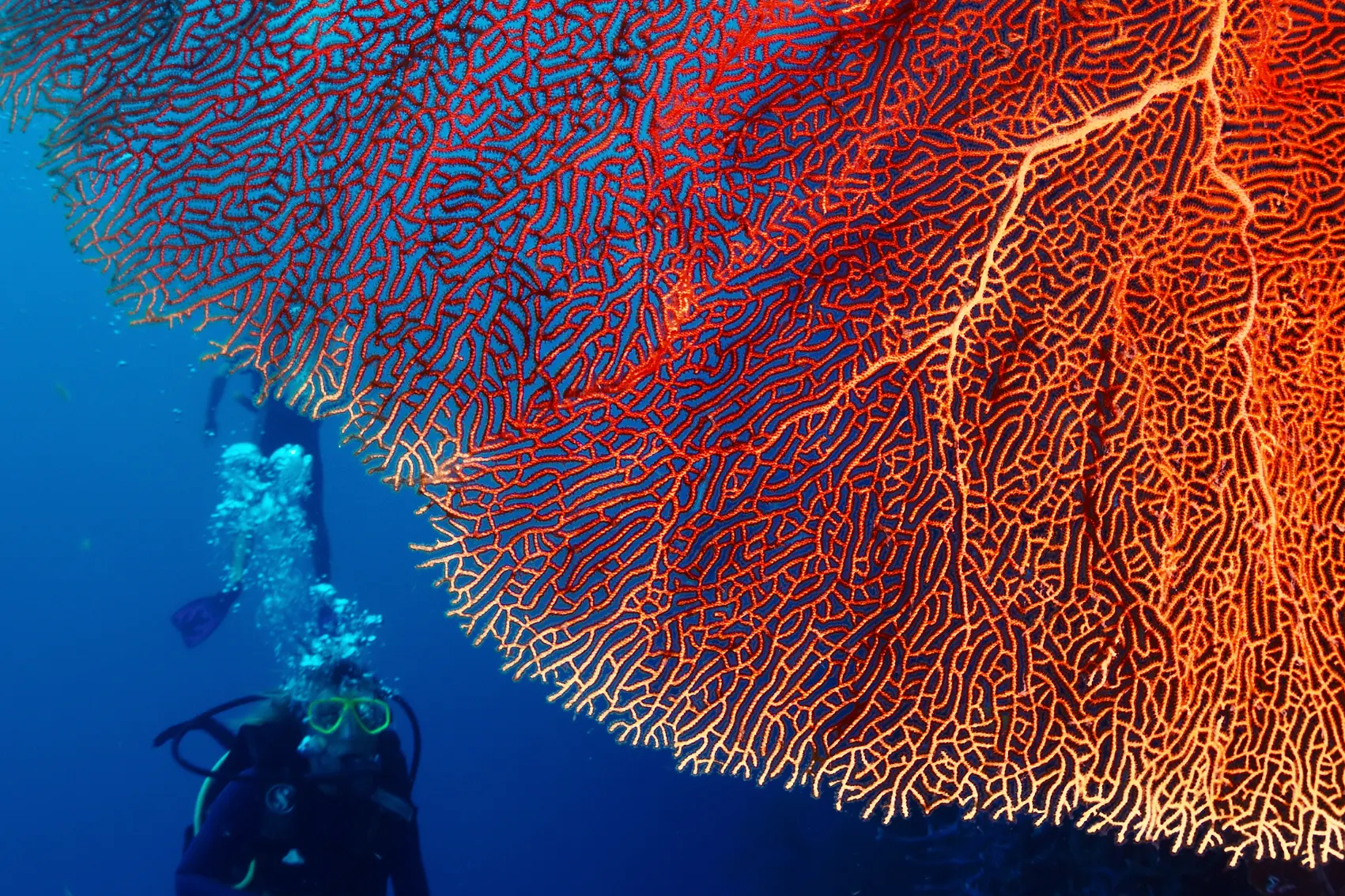 Menjangan Island, Bali A scuba diver swims behind a large piece of red-orange coral near Menjangan Island, Bali