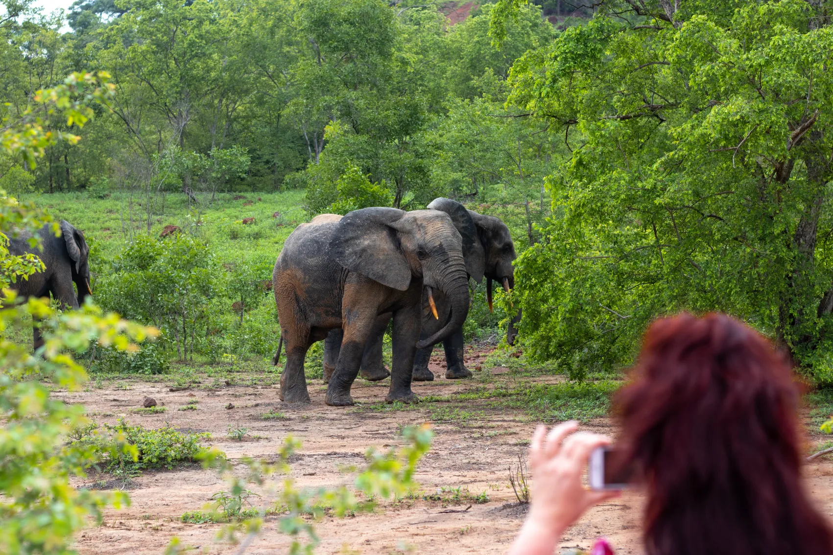 A woman traveller takes a photo of a herd of elephants in Mole National Park, Ghana