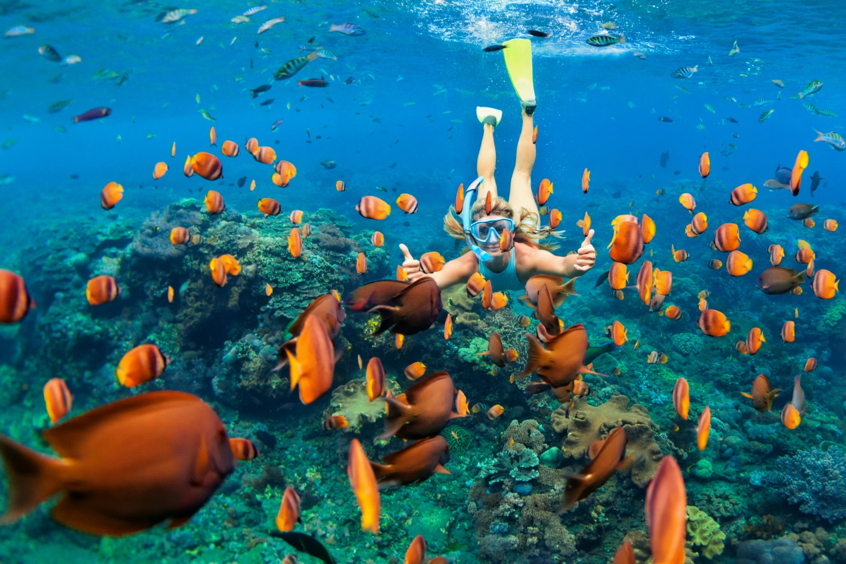 Snorkelling in Indonesia A snorkeller swims among a school of fish in Indonesia