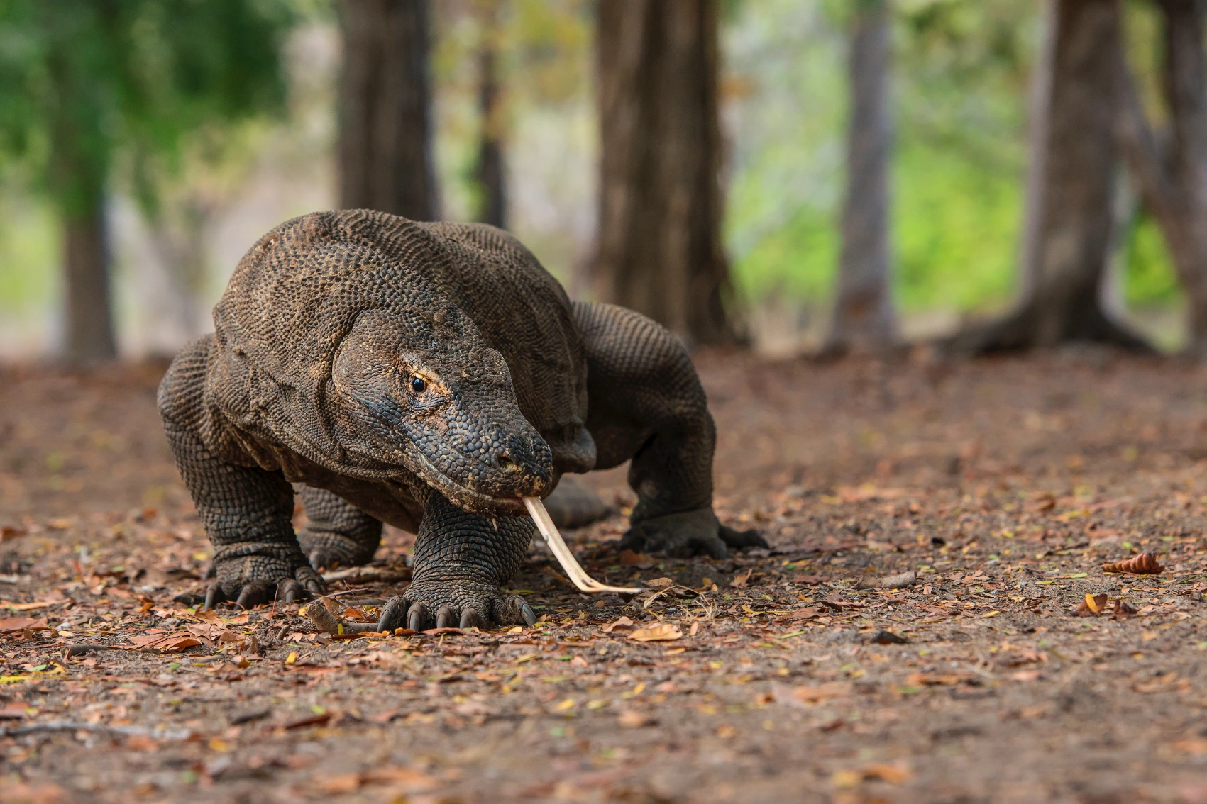 Komodo dragon in Indonesia A Komodo dragon walks in the jungle in Indonesia