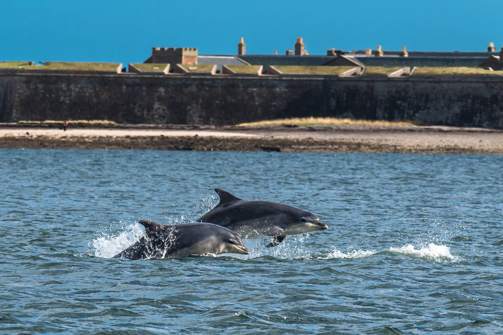 A pod of bottlenose dolphins jump in the Moray Firth in front of Fort George, Inverness, Scotland