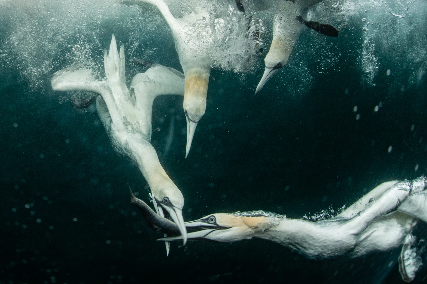Gannets dive in the water to catch fish in Scotland