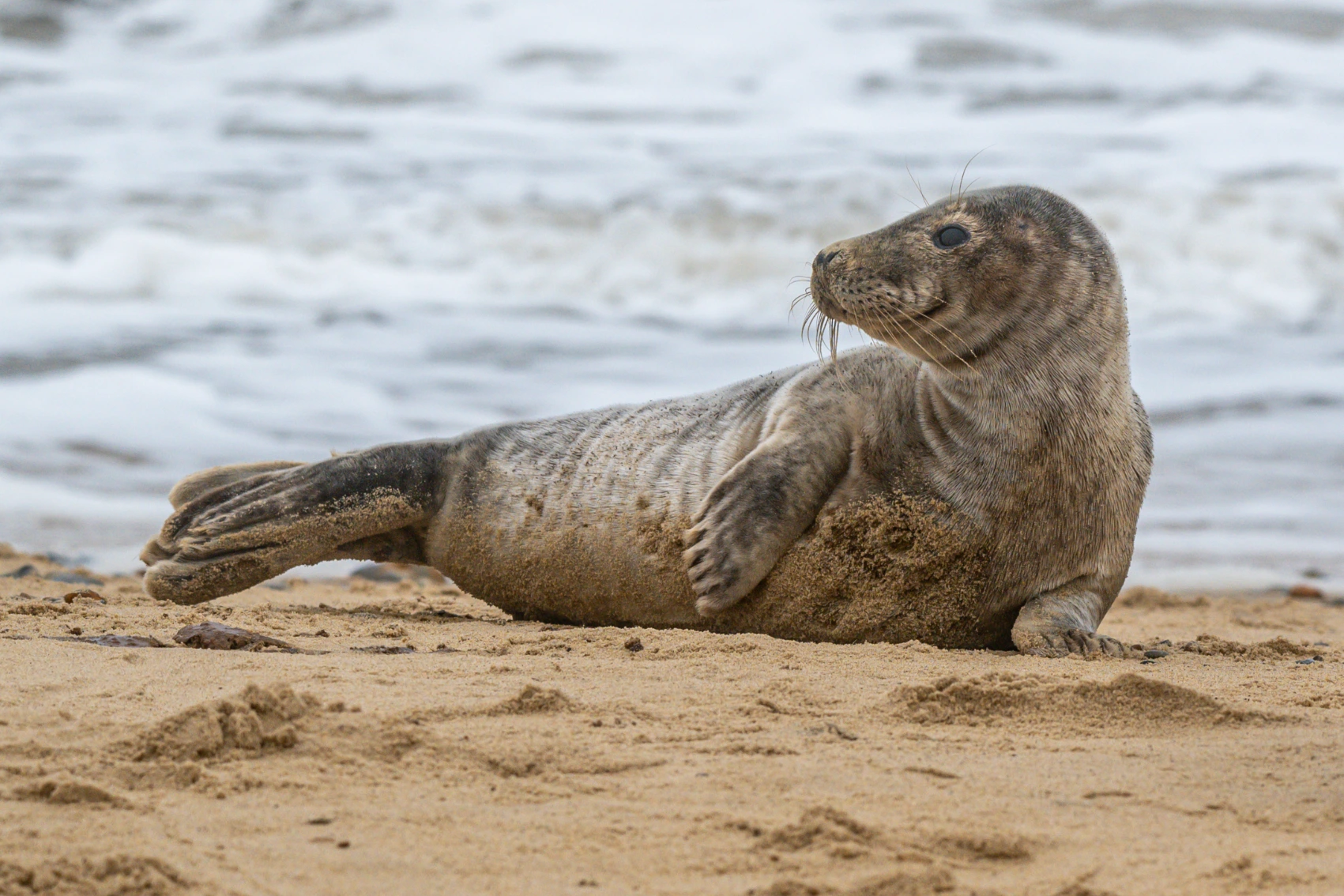 A grey seal pup rests on a beach in Scotland