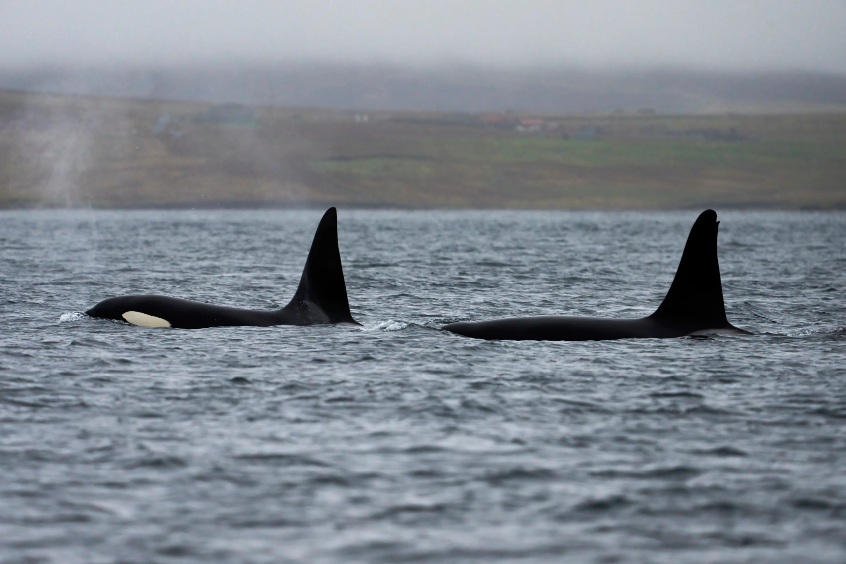 Two orcas swim in waters off the Scottish coast