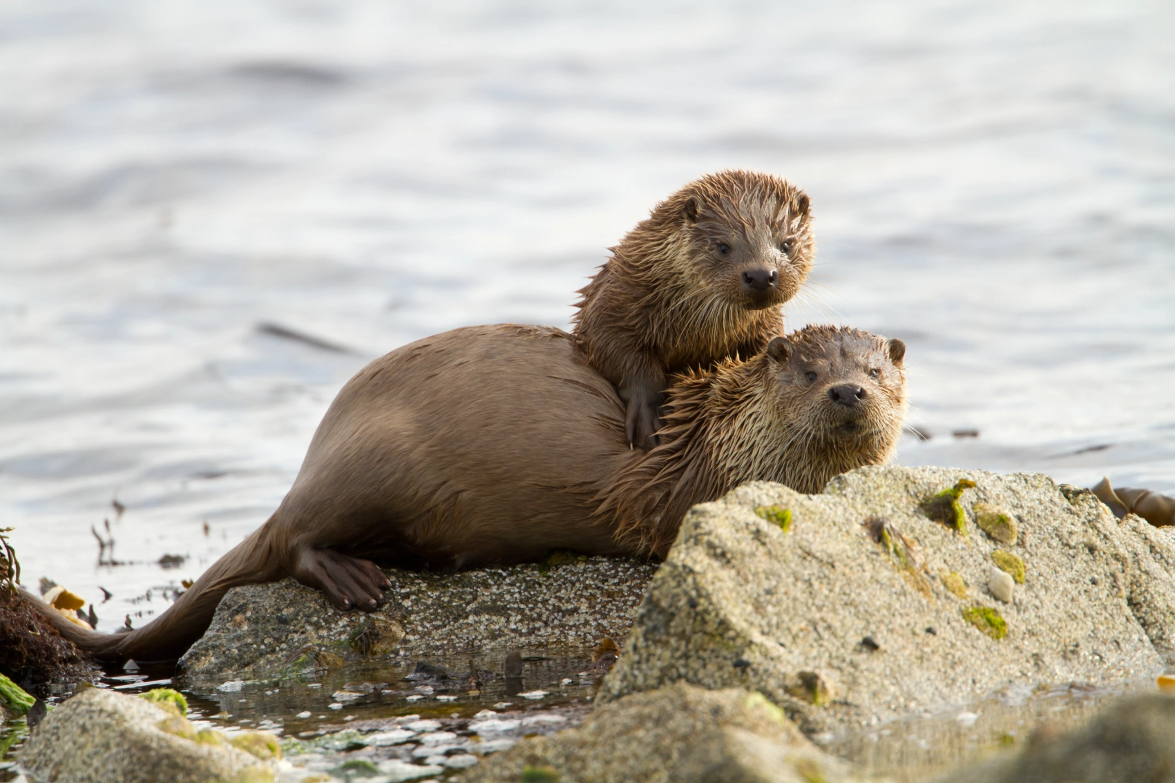 Two otters on a beach in Scotland