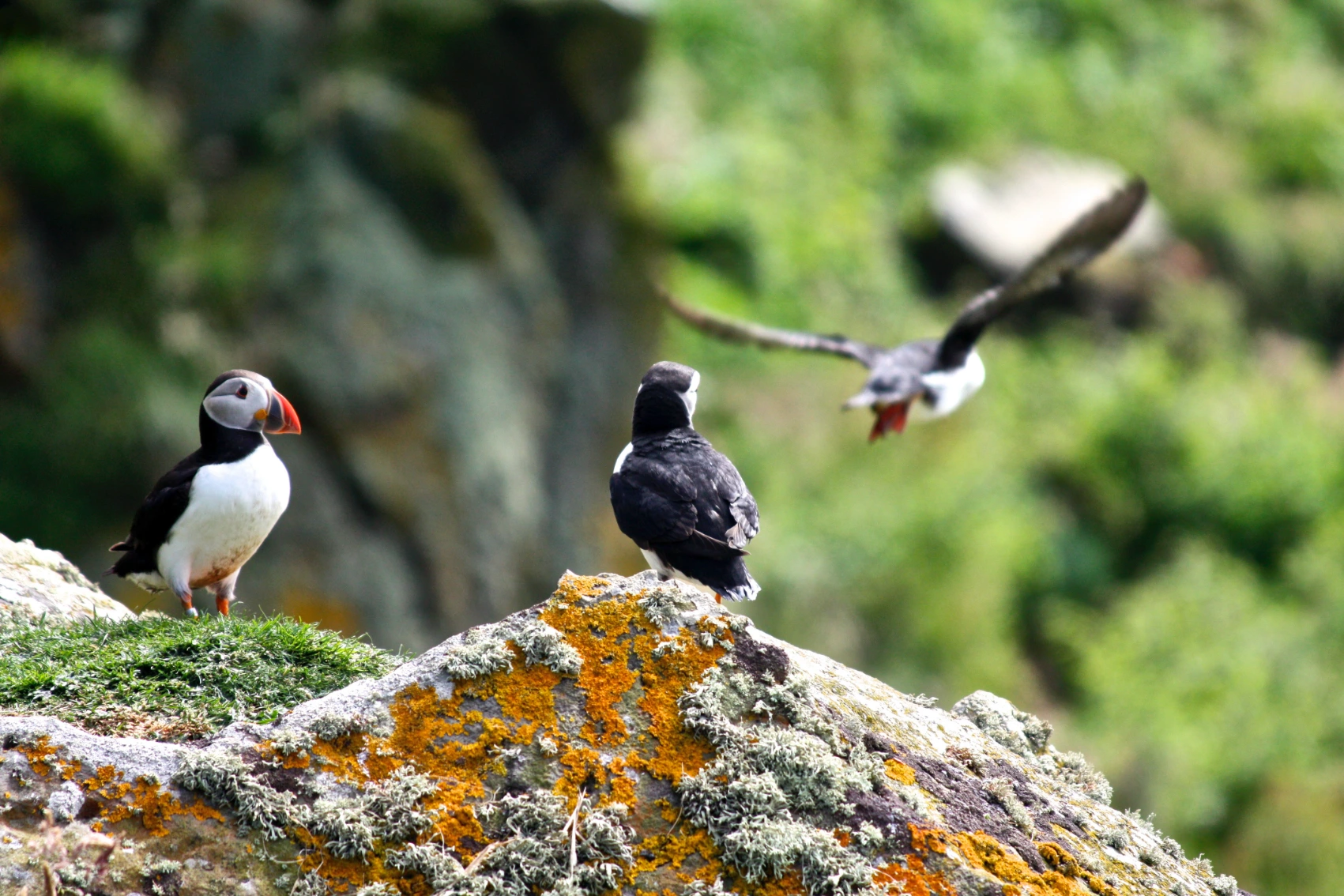 Puffins on cliff rocks in Scotland