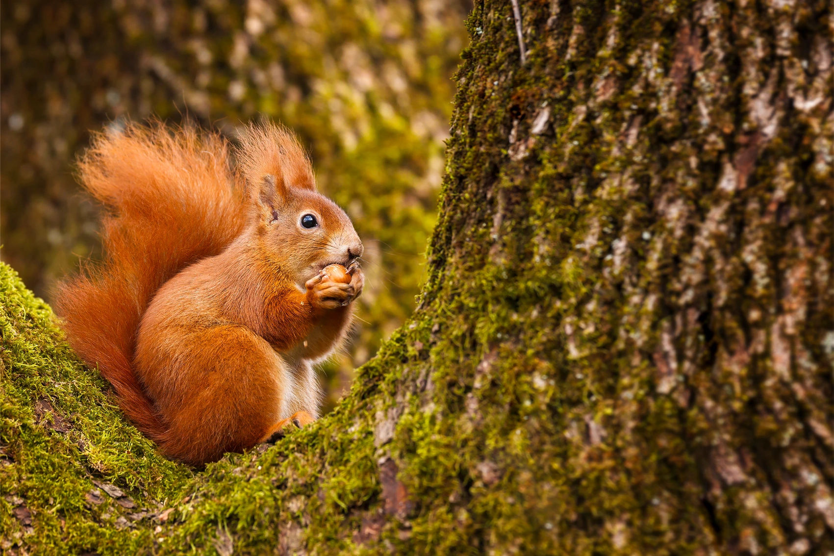 A red squirrel on a tree branch in Scotland