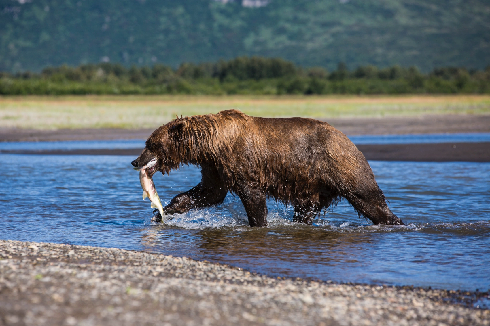 A grizzly bear with a fish in its mouth walks across a stream in Alaska