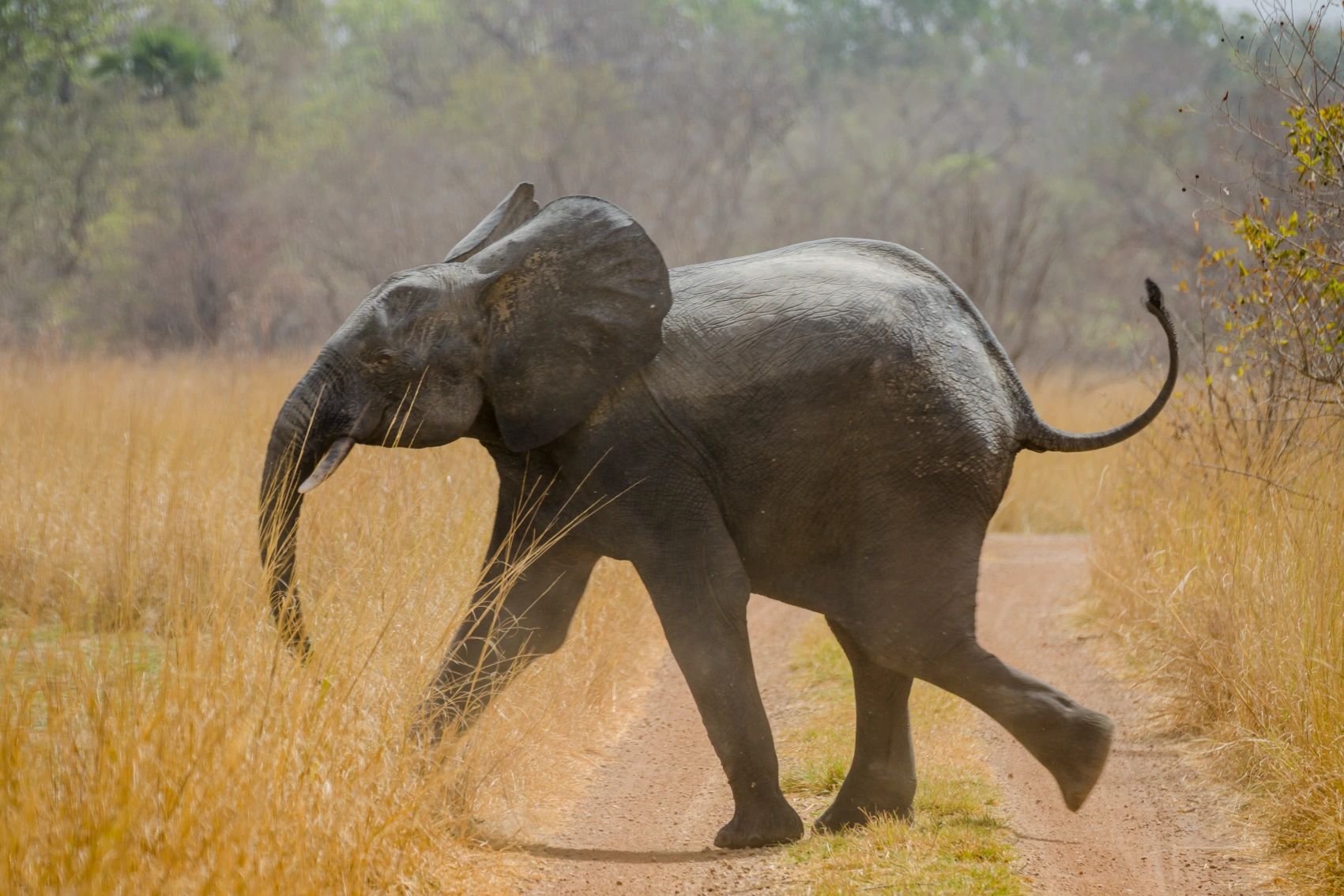 An elephant crosses a dirt path in Pendjari National Park, Benin