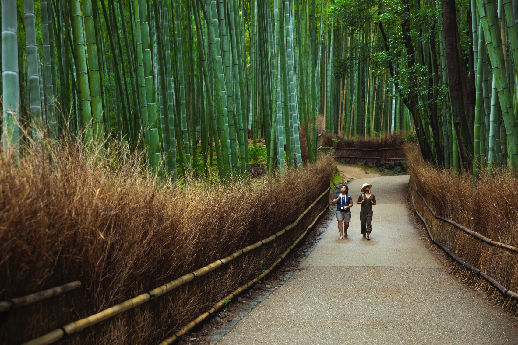 Two people walk through a bamboo forest in Japan