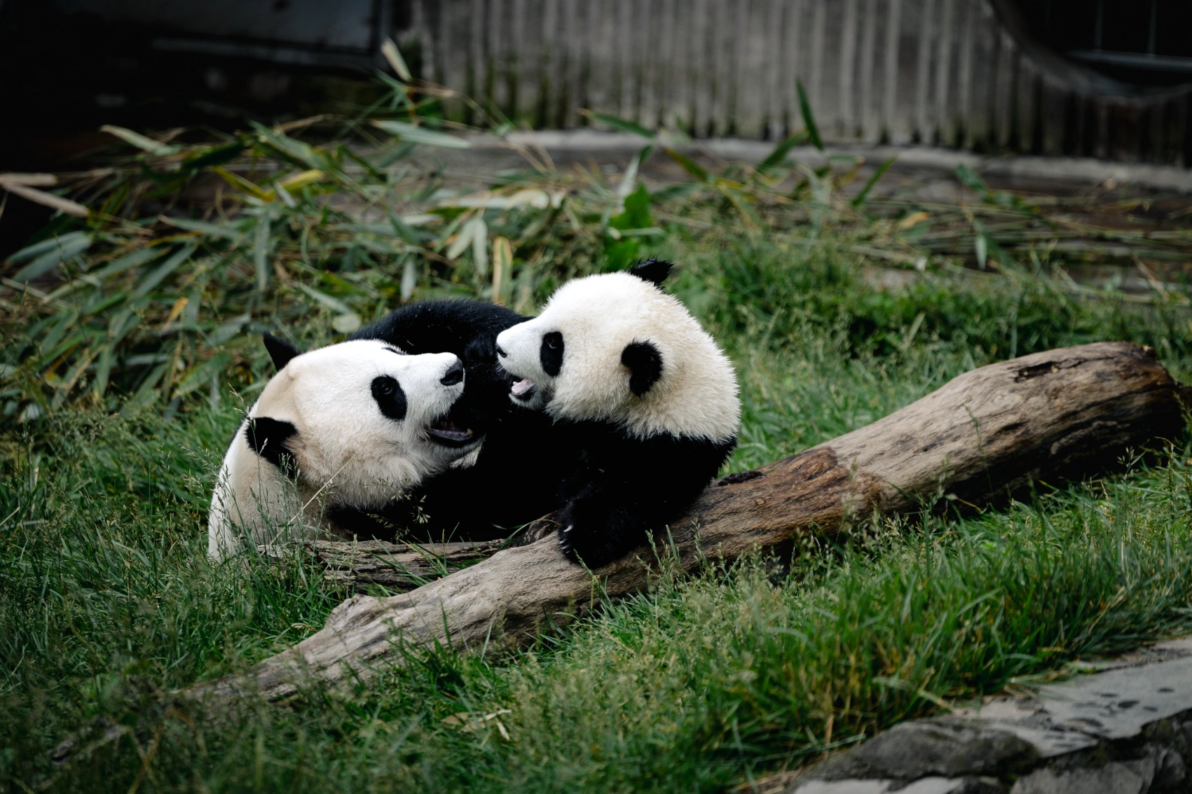 Two baby pandas play with each other in Chengdu, China