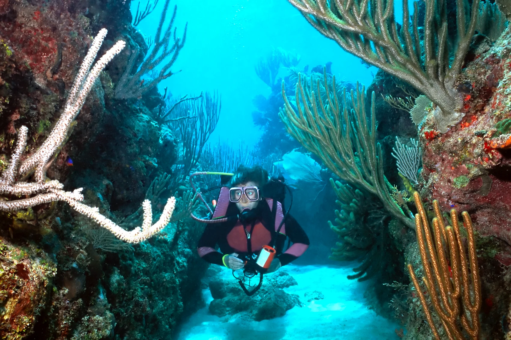 A scuba diver swims through coral in Utila, Honduras