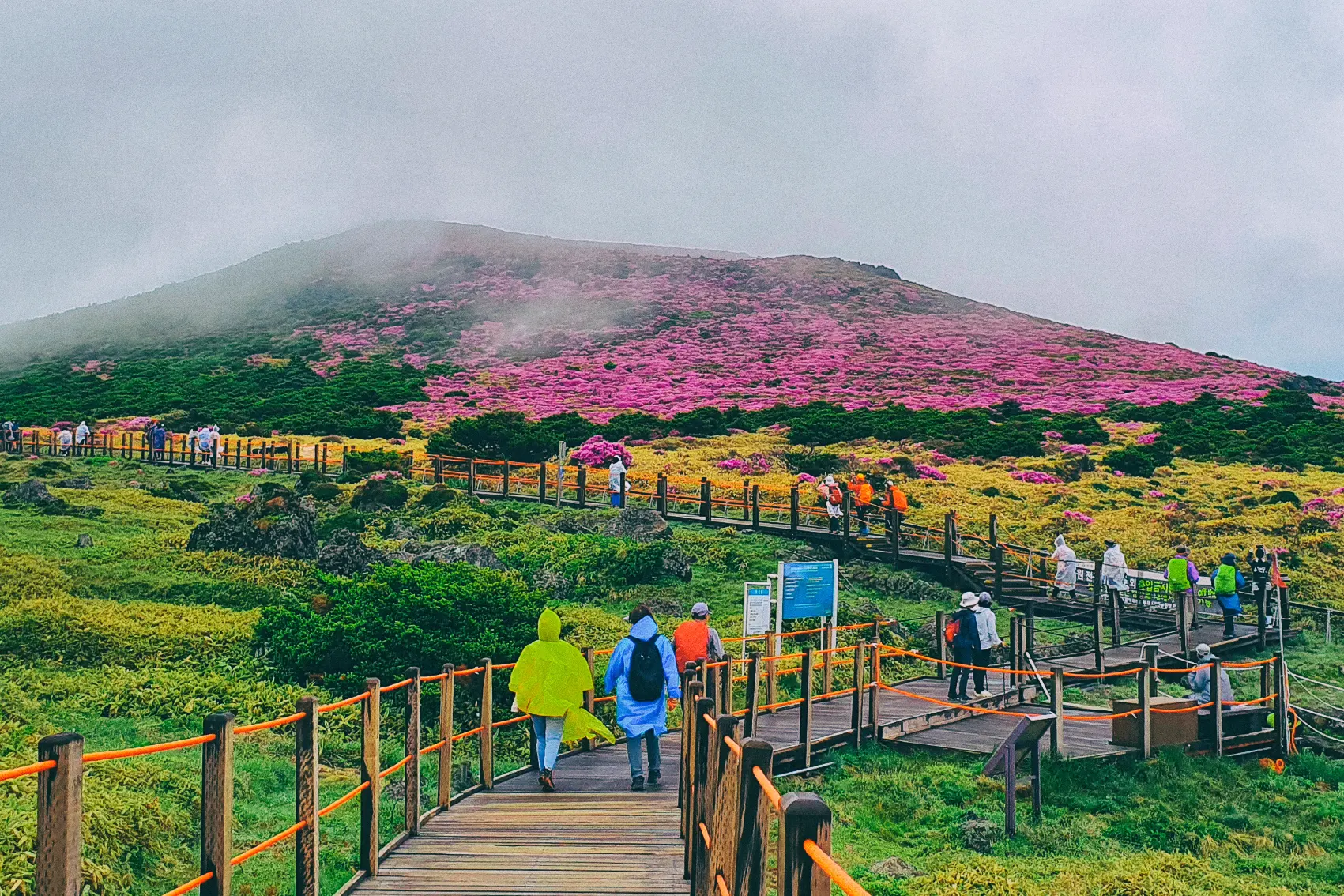 Hikers wearing raincoats walk along a boardwalk past colourful flowers in Hallasan National Park on Jeju Island, South Korea