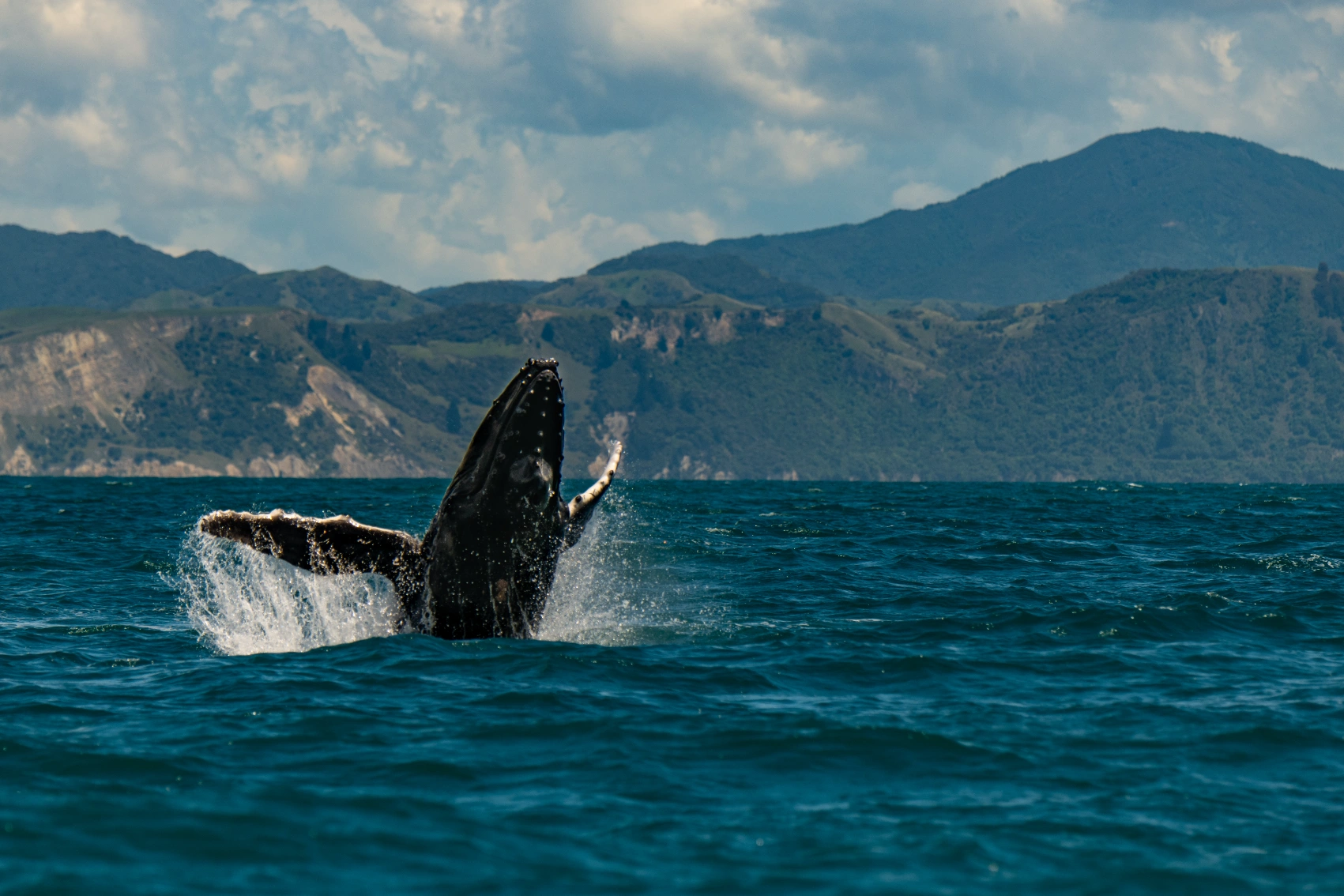 Whale in Kaikoura, New Zealand A whale jumps out of the water near Kaikoura, New Zealand