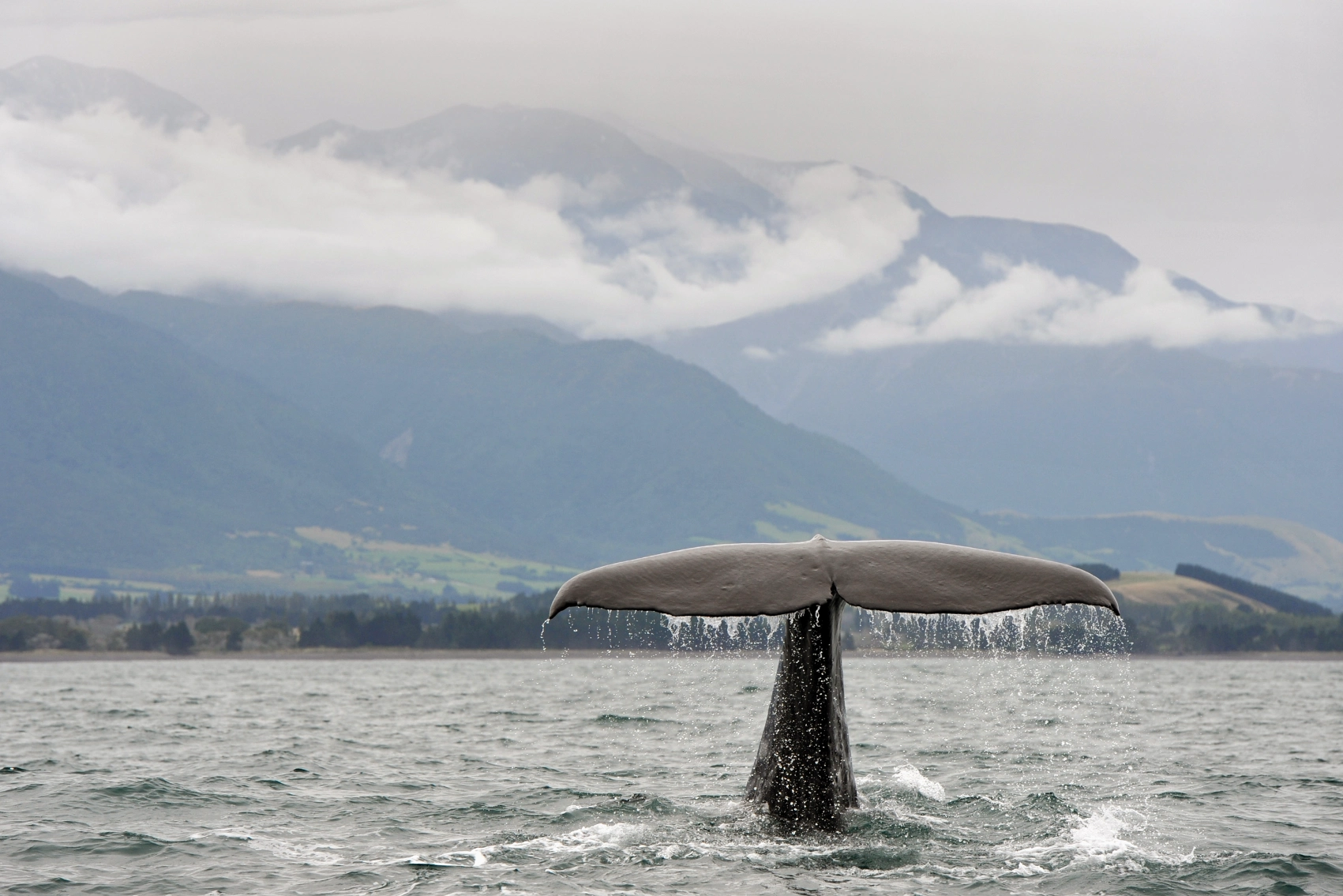 The tail of a whale sticks out of the water in Kaikoura, New Zealand