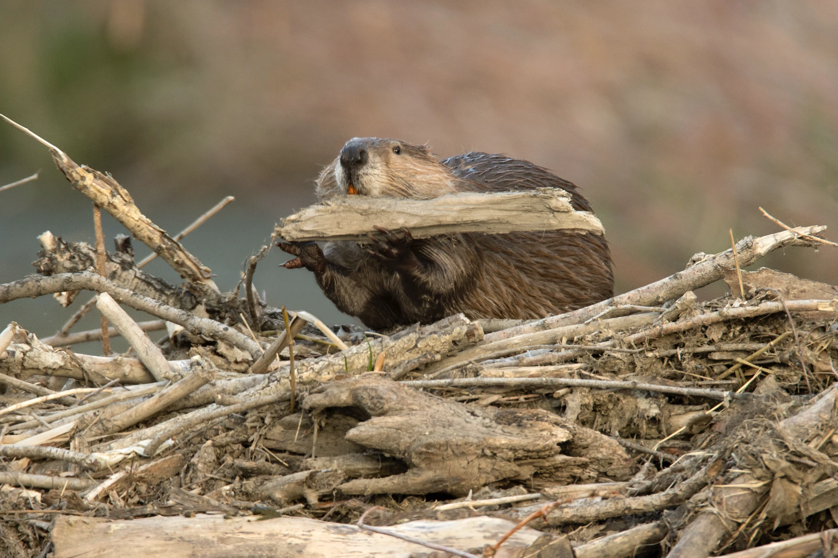 A wild large beaver builds dam in a river