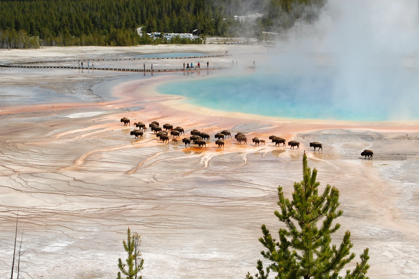 Bison walking near Grand Prismatic hot springs in Yellowstone National Park