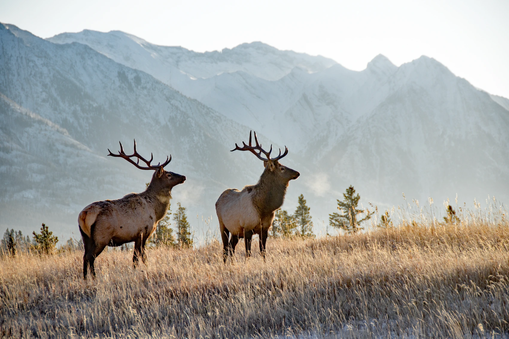 Two bull elk stand in a field in front of mountains in Banff National Park