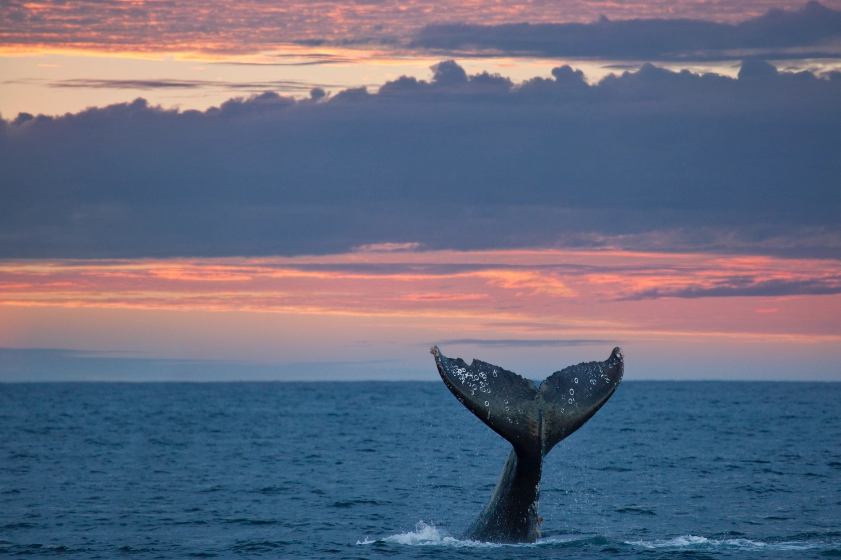 The tail of a gray whale sticks out of the water at sunset