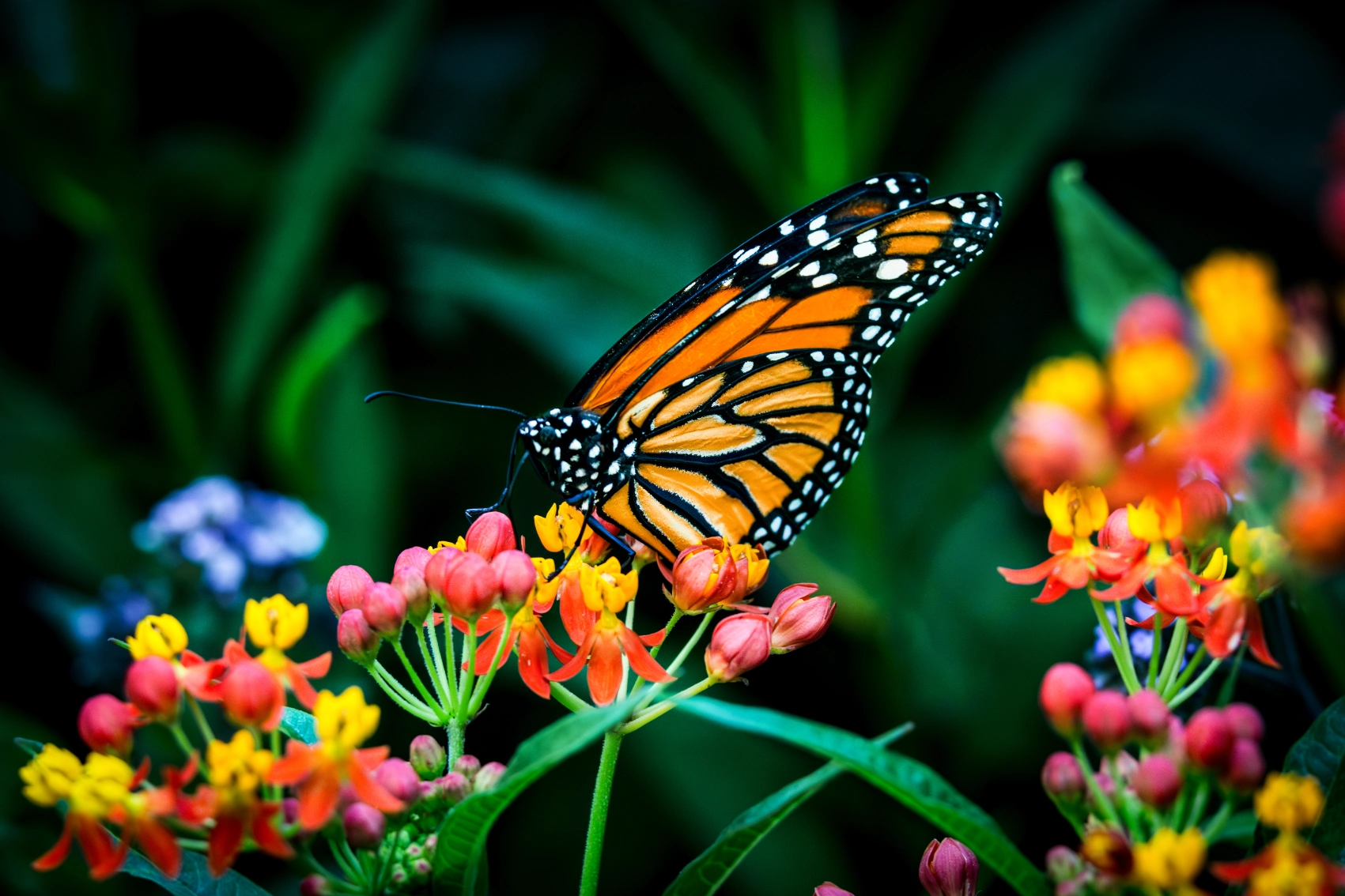 A monarch butterfly drinks nectar from colourful flowers