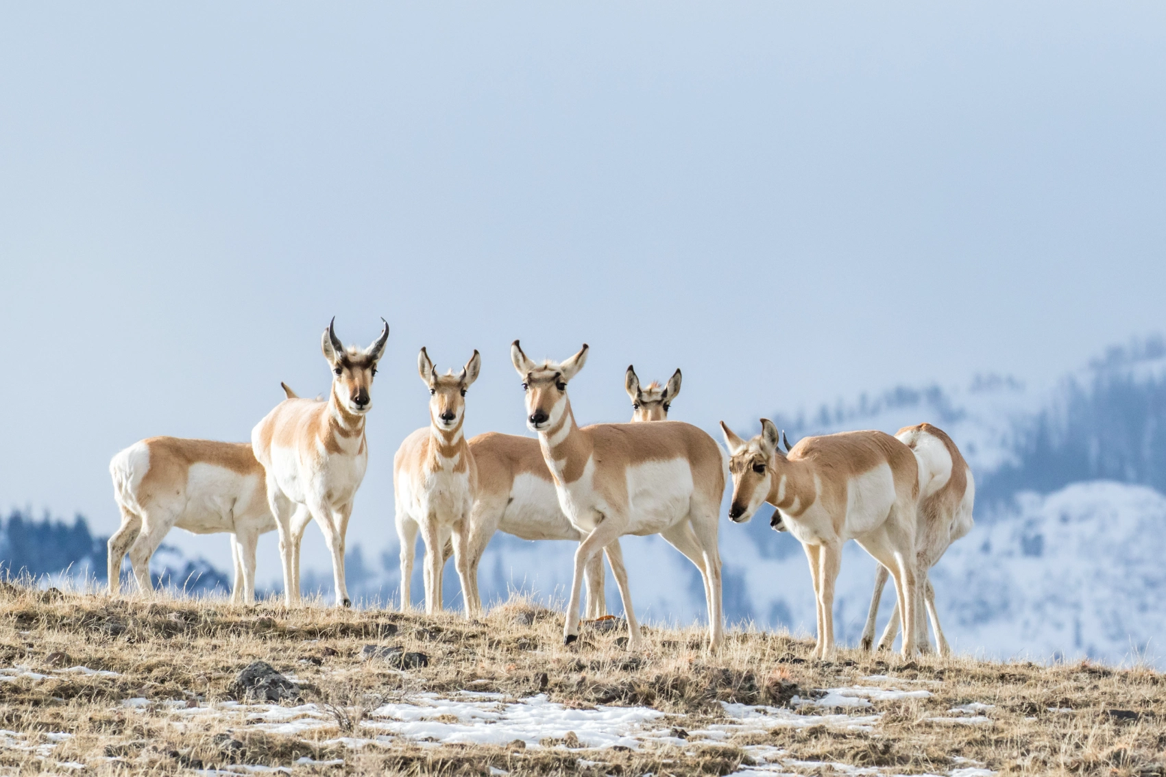 A group of pronghorn antelope with one buck and many females