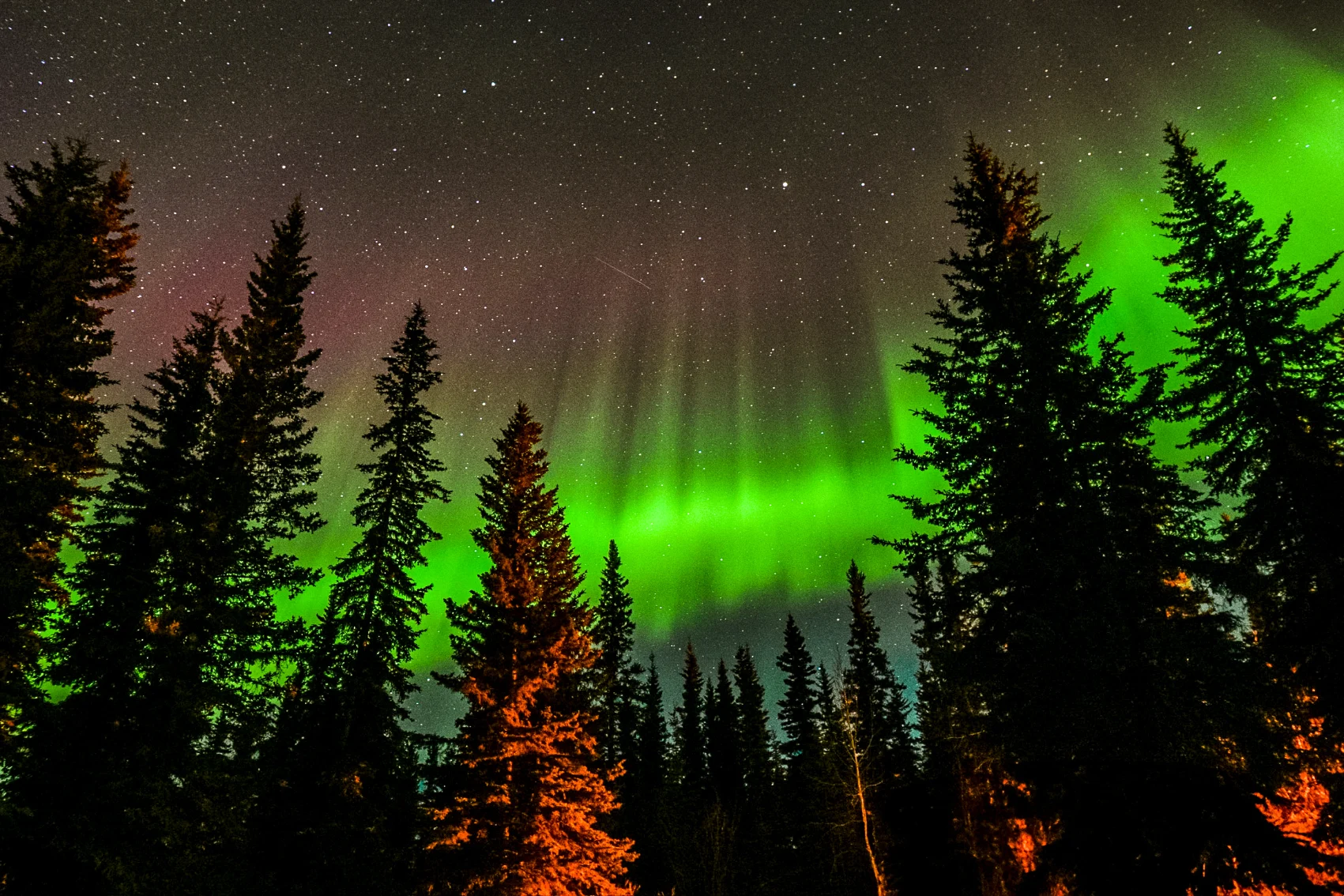 Trees in a forest are silhouetted against a starry sky with the Northern Lights in Alaska