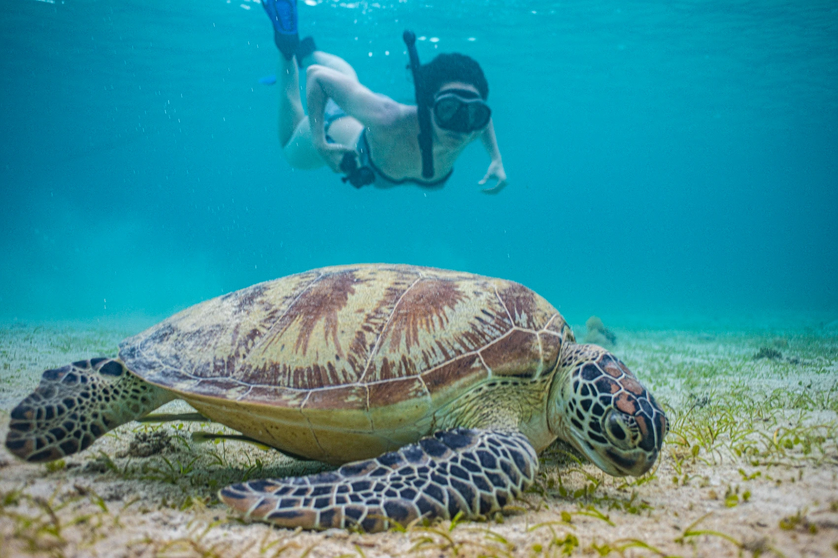 Snorkelling in the Philippines A snorkeller looks at a sea turtle underwater in the Philippines