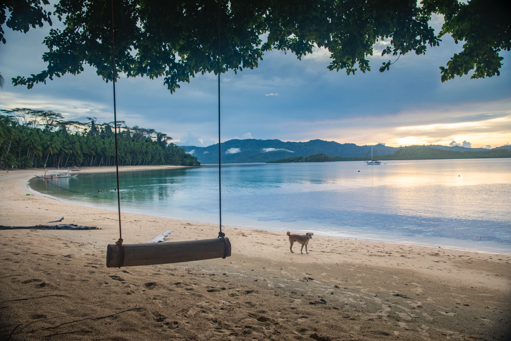 Low season in the Philippines A dog looks at an empty swing on the beach in the Philippines