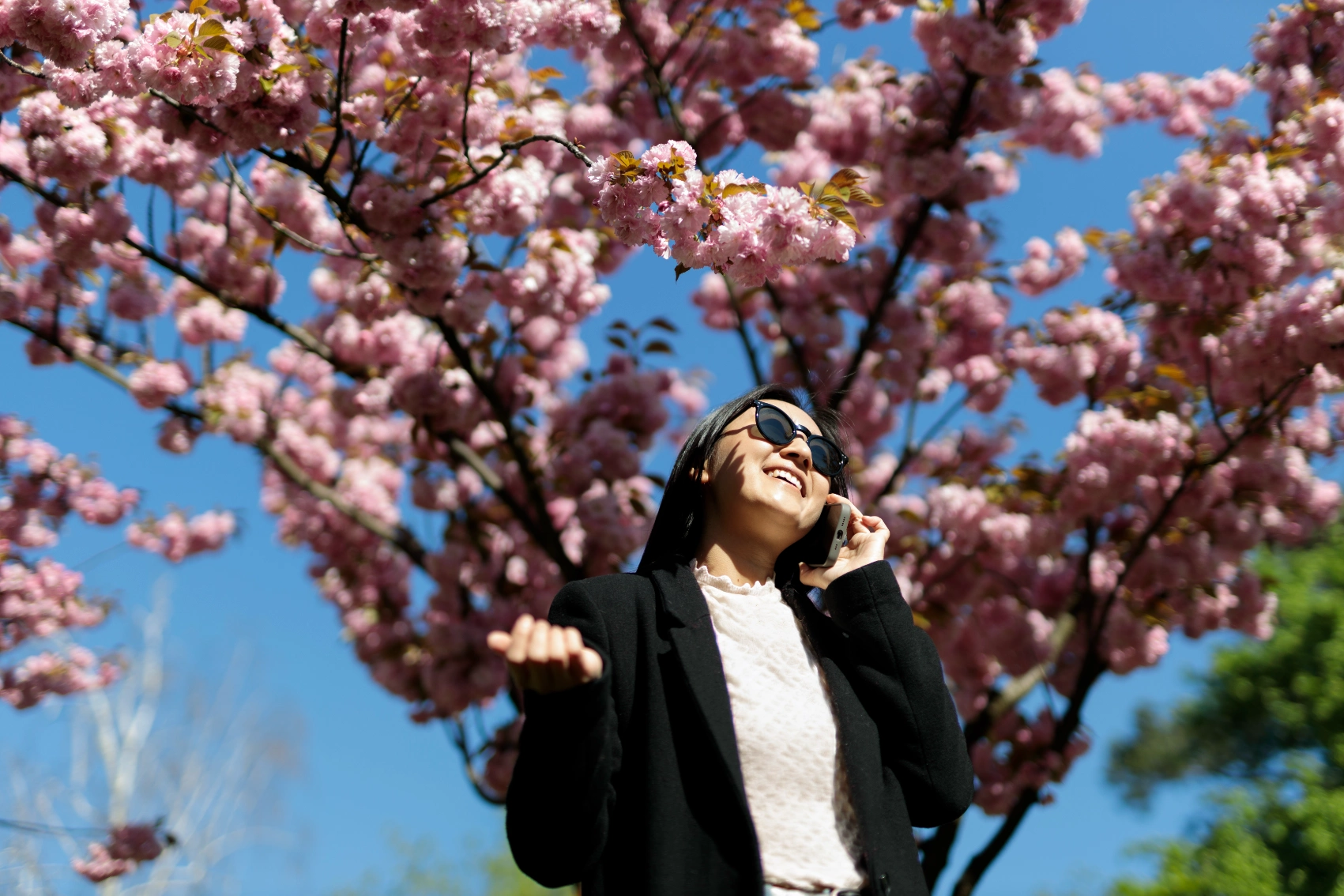 A woman traveller wearing sunglasses stands under a tree with pink cherry blossoms in South Korea