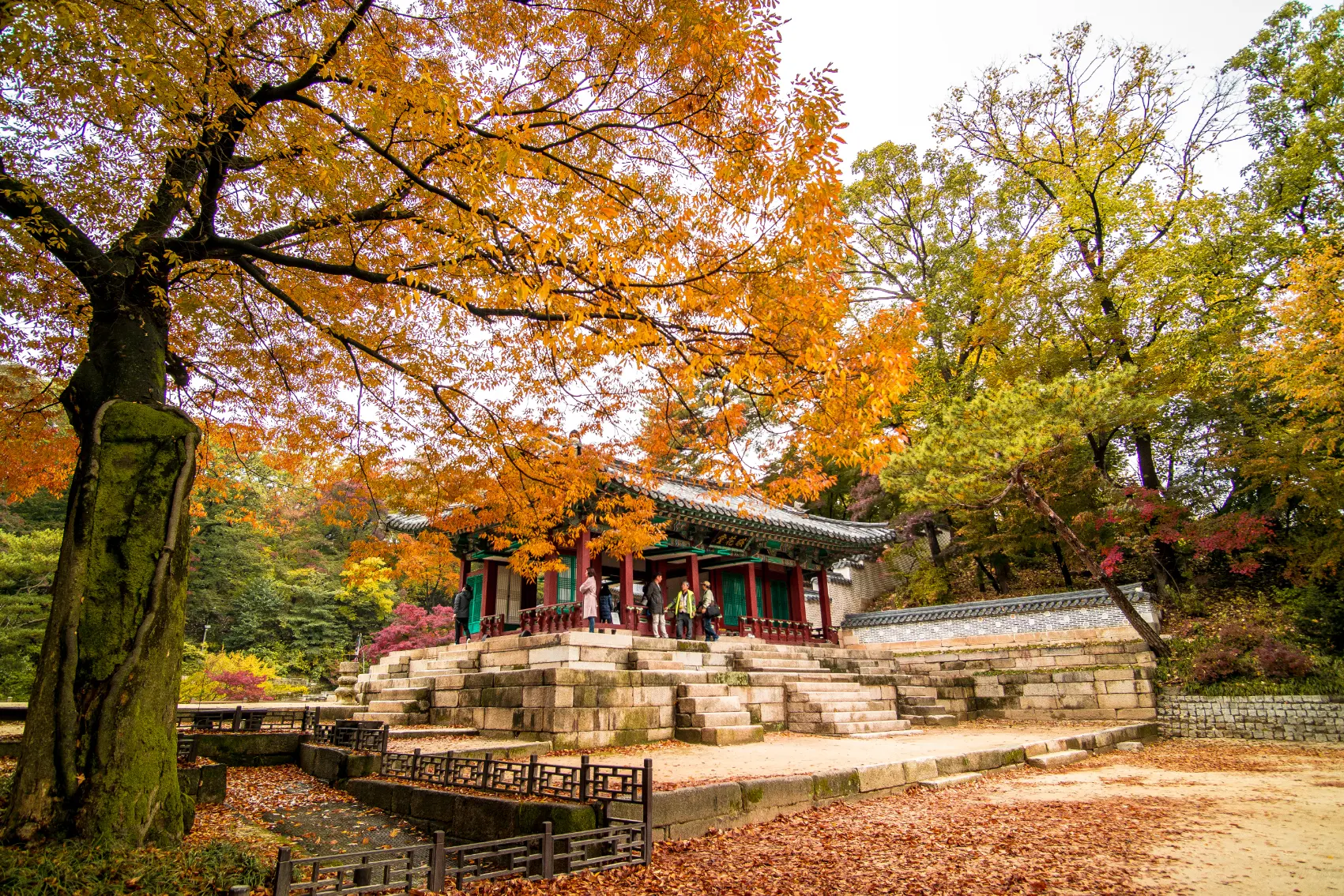 Trees changing colours at Changgyeonggung Palace in Seoul, South Korea