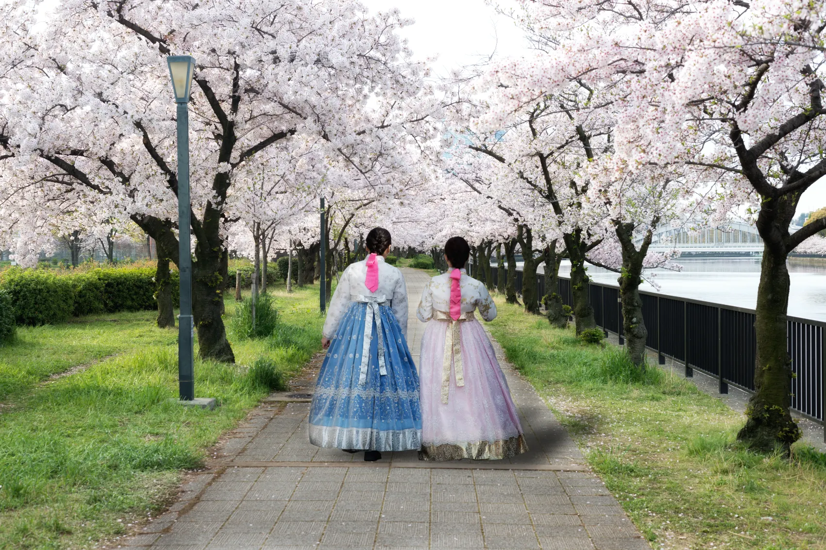 Two woman wearing Korean national dress walk in a park under cherry blossoms in spring in Seoul, South Korea
