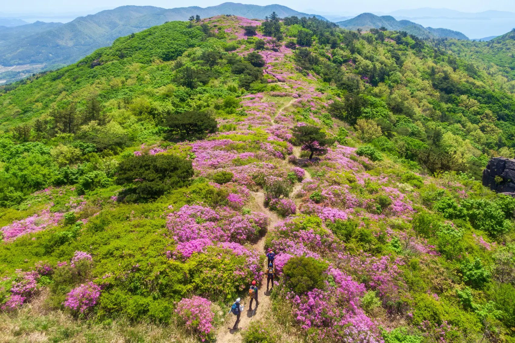 People hike among pink rhododendron flowers on a trail in South Korea