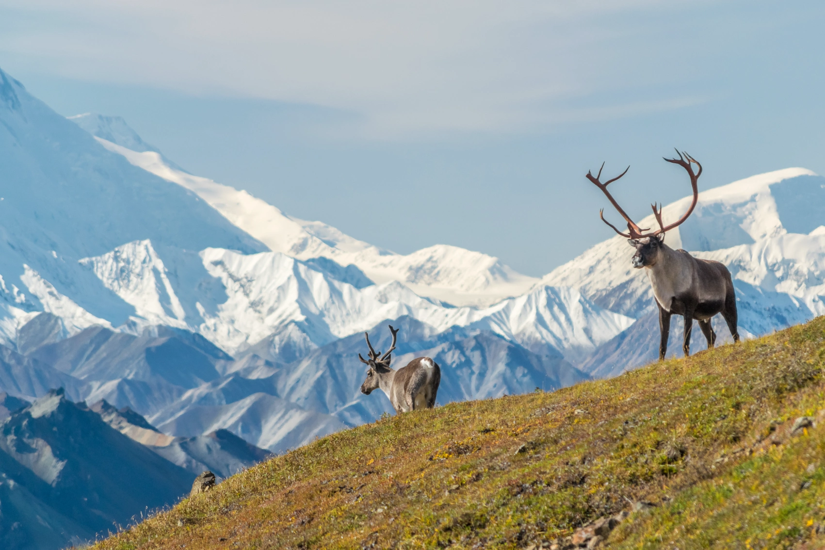 Caribou in Alaska Caribou in Denali National Park, Alaska