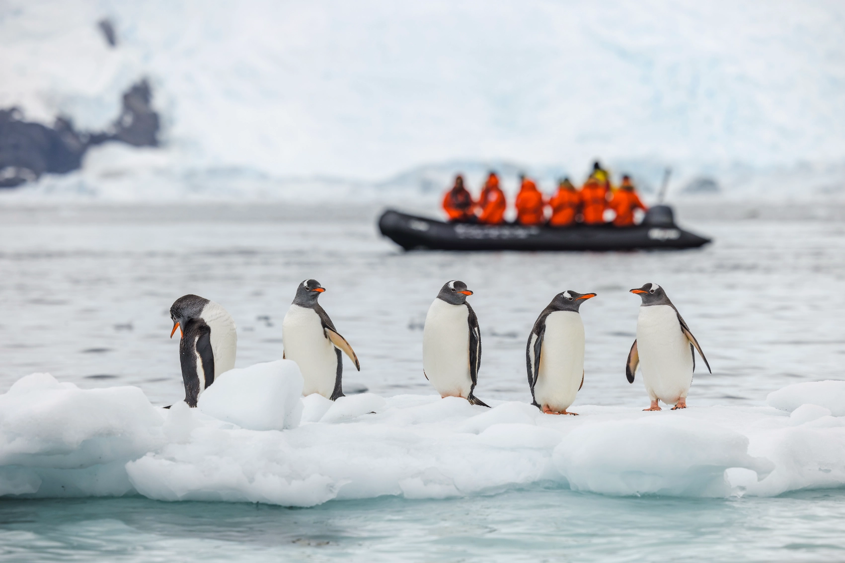 Gentoo penguins, Antarctica A group of Gentoo penguins stands on ice while a travellers in a zodiac boat watch in the background